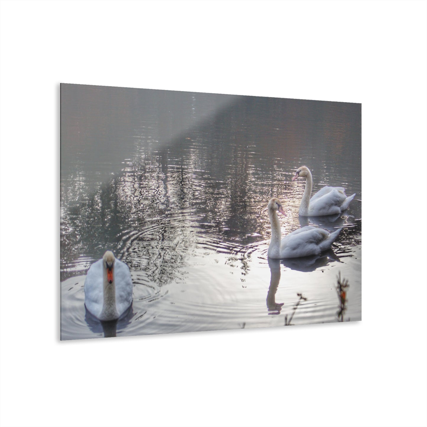 U R There Photography Swans of Duck Lake II Rustic Farmhouse Acrylic Wall Print