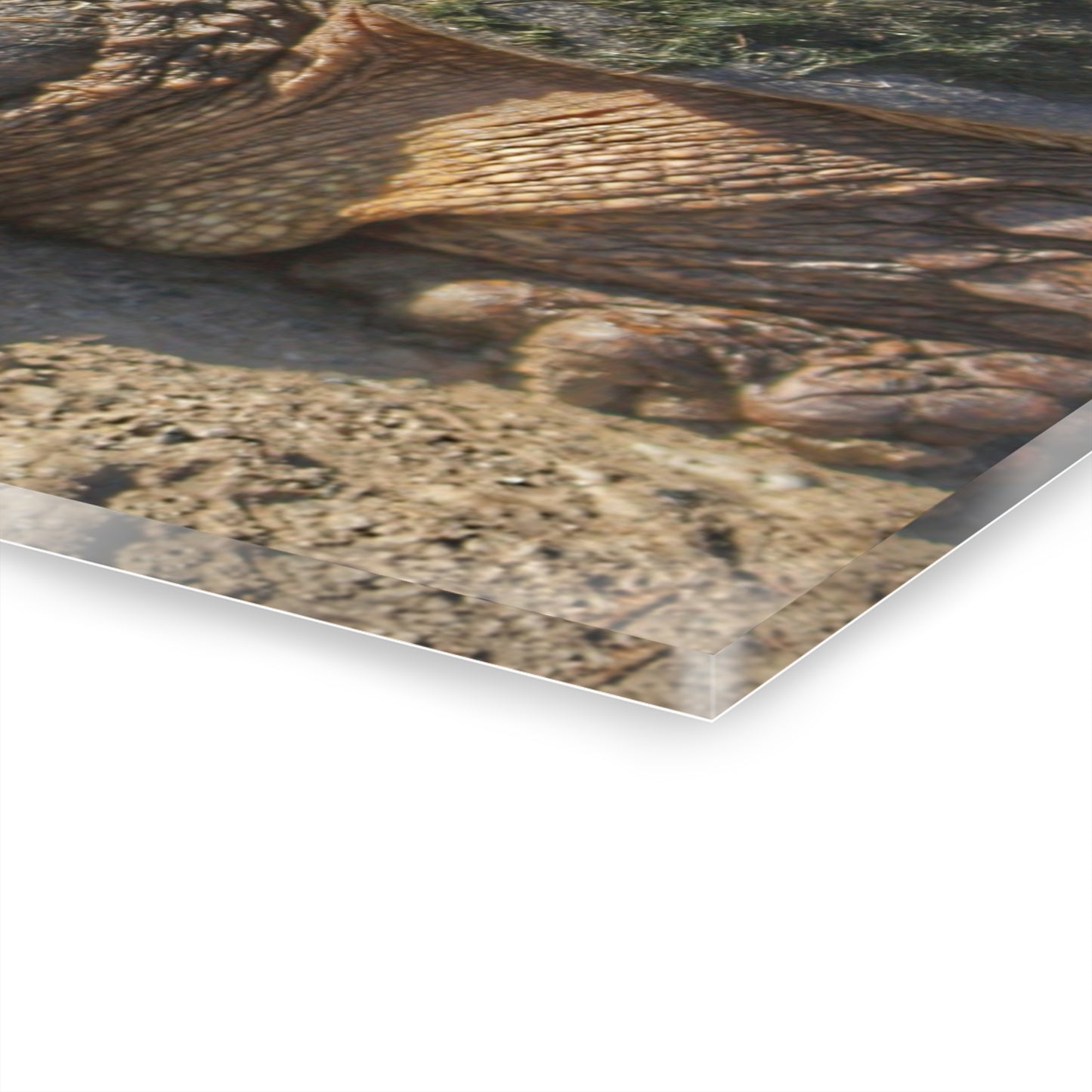 U R There Photography Fargo Road Turtle Rustic Farmhouse Acrylic Wall Print