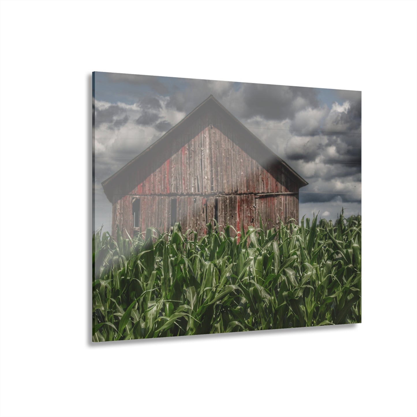U R There Photography Above the July Corn Rustic Farmhouse Acrylic Wall Print