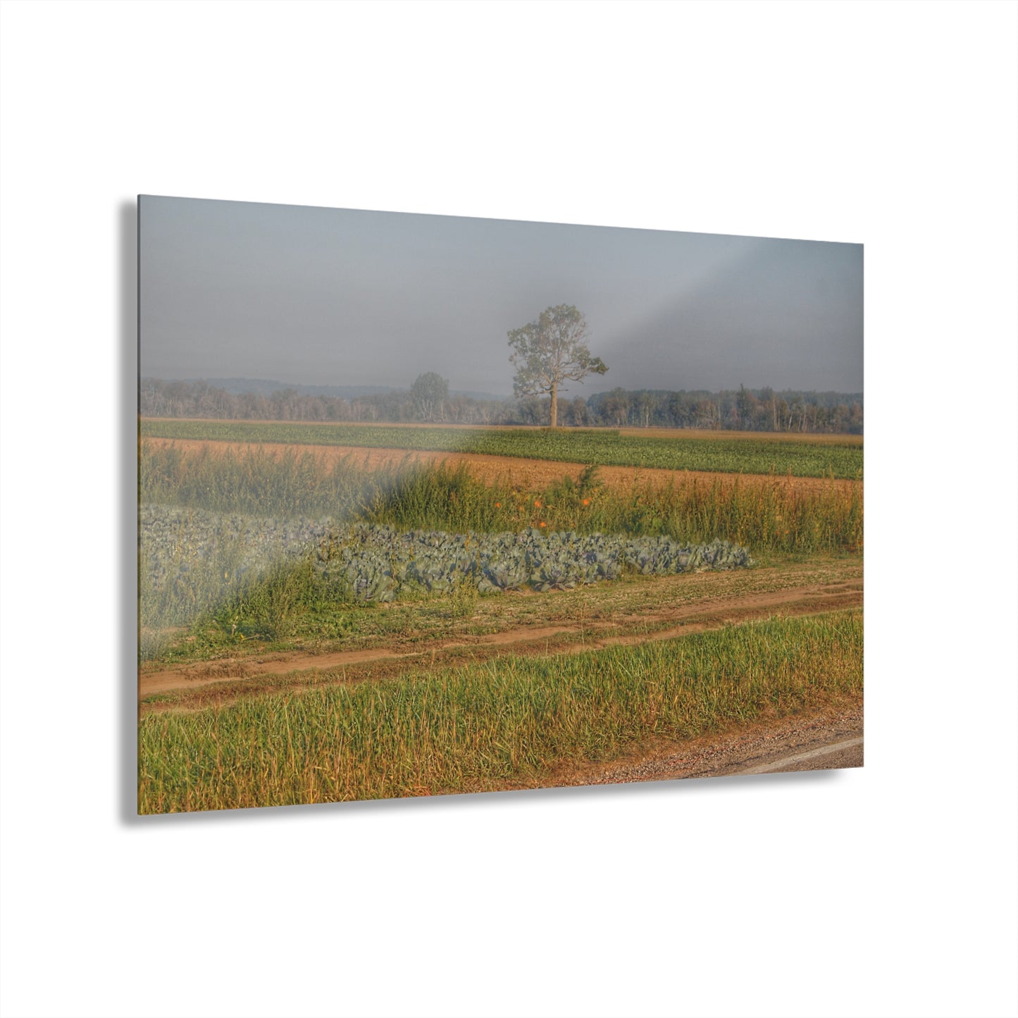 U R There Photography Cabbage and Pumpkin Patch Rustic Farmhouse Acrylic Wall Print