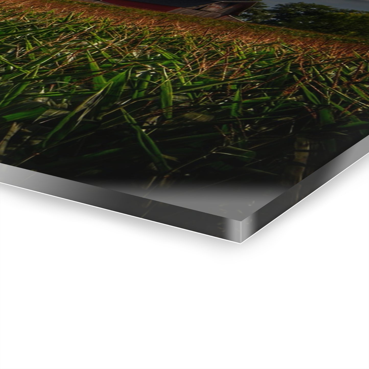 U R There Photography Bishop Road Beyond the Corn Rustic Farmhouse Acrylic Wall Print