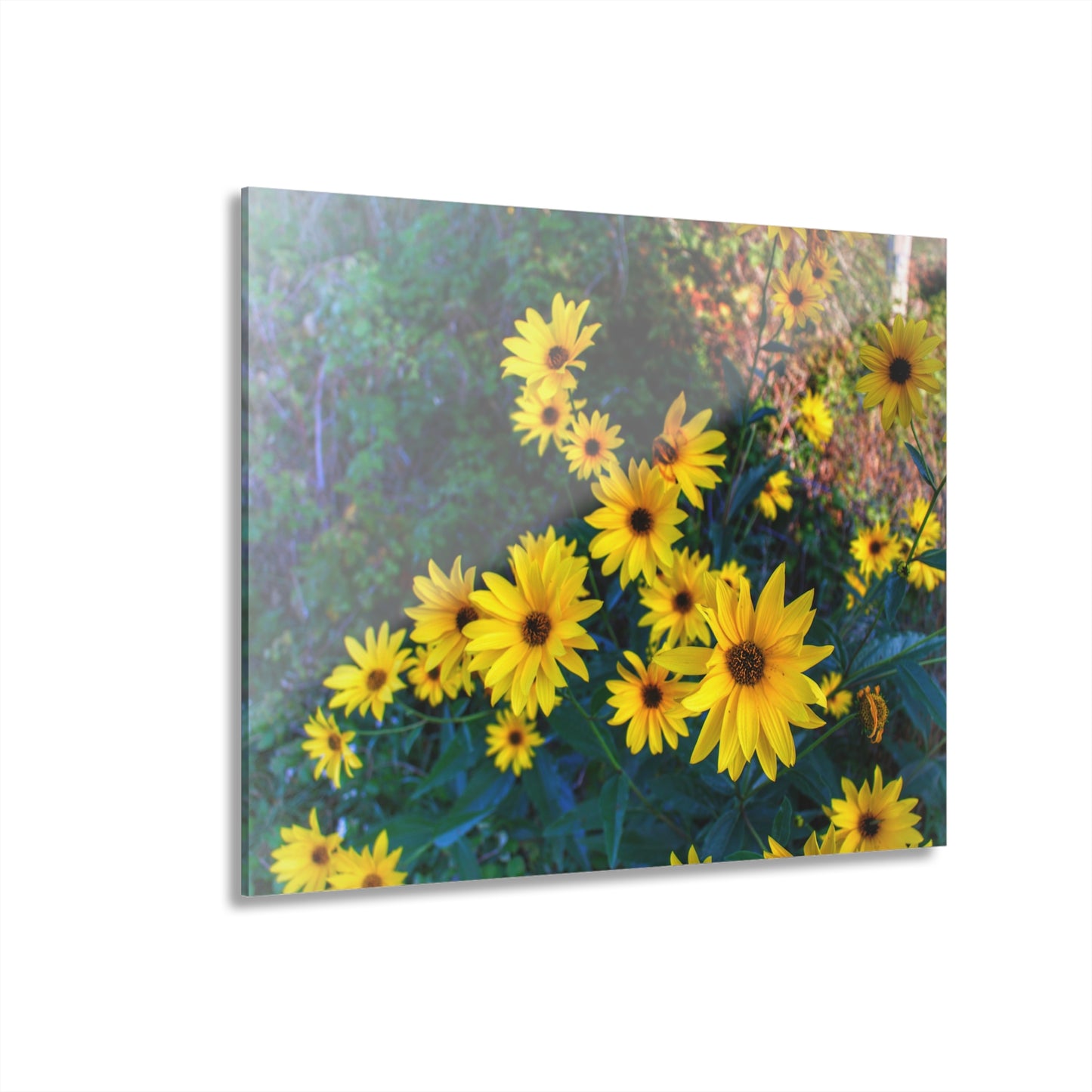 U R There Photography Bursts of Gold Rustic Farmhouse Acrylic Wall Print 14 "x 11"
