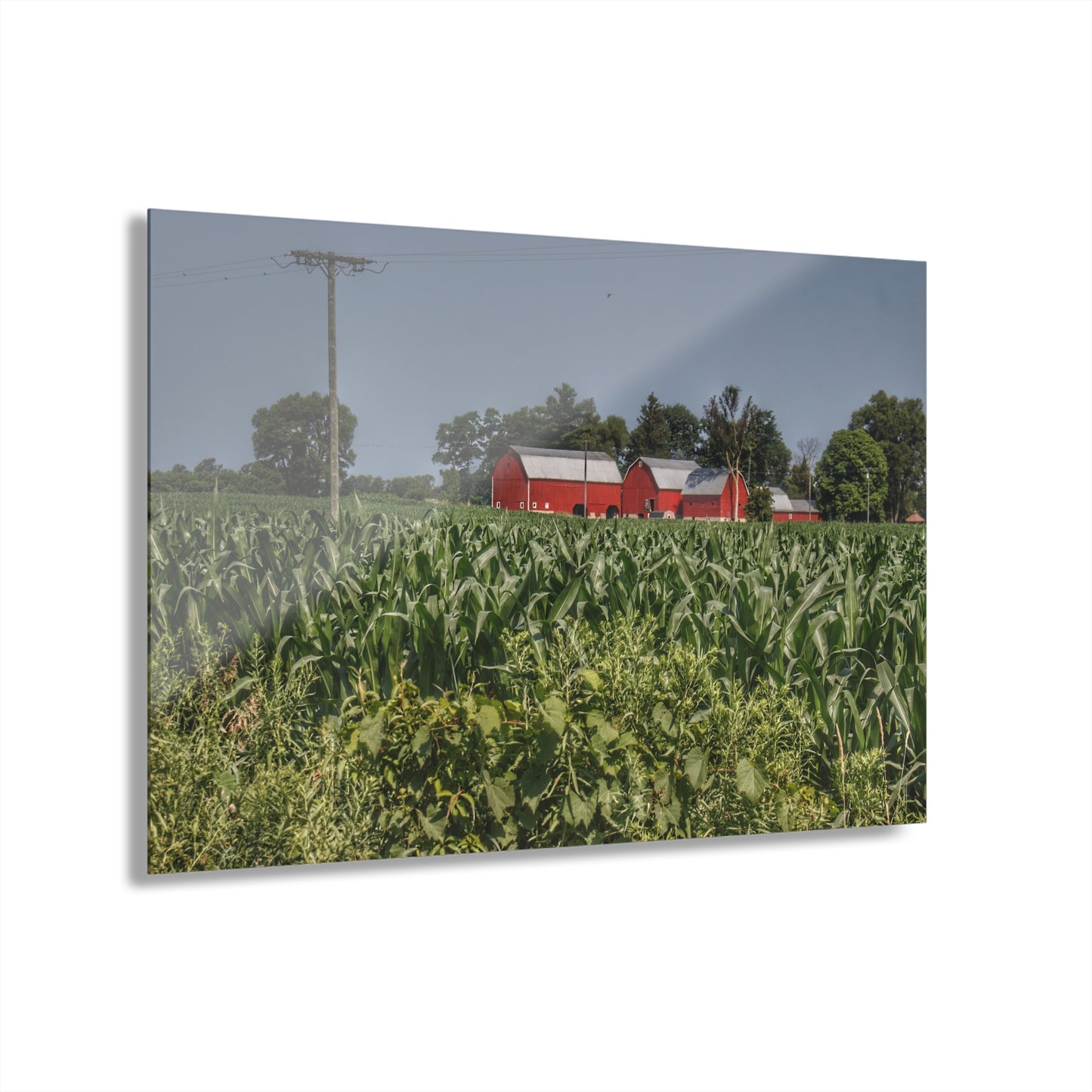 U R There Photography Shoemaker Road Reds Beyond the Corn Rustic Farmhouse Acrylic Wall Print