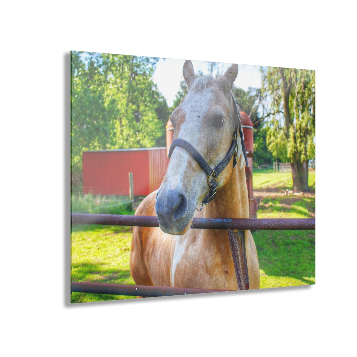 U R There Photography White Cream Mare of Hollenbeck Rustic Farmhouse Acrylic Wall Print 14 "x 11"