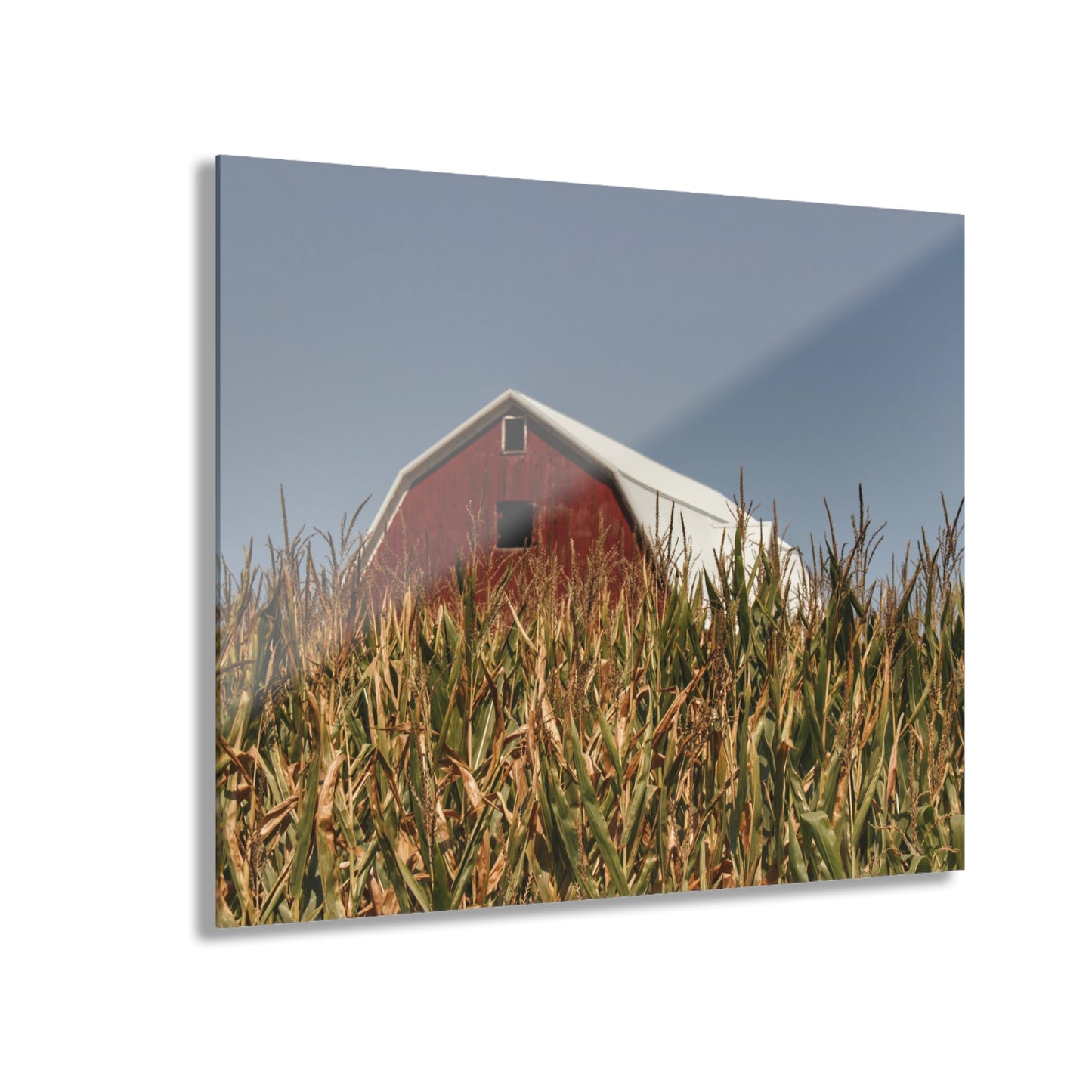 U R There Photography Beyond the Corn Rustic Farmhouse Acrylic Wall Print