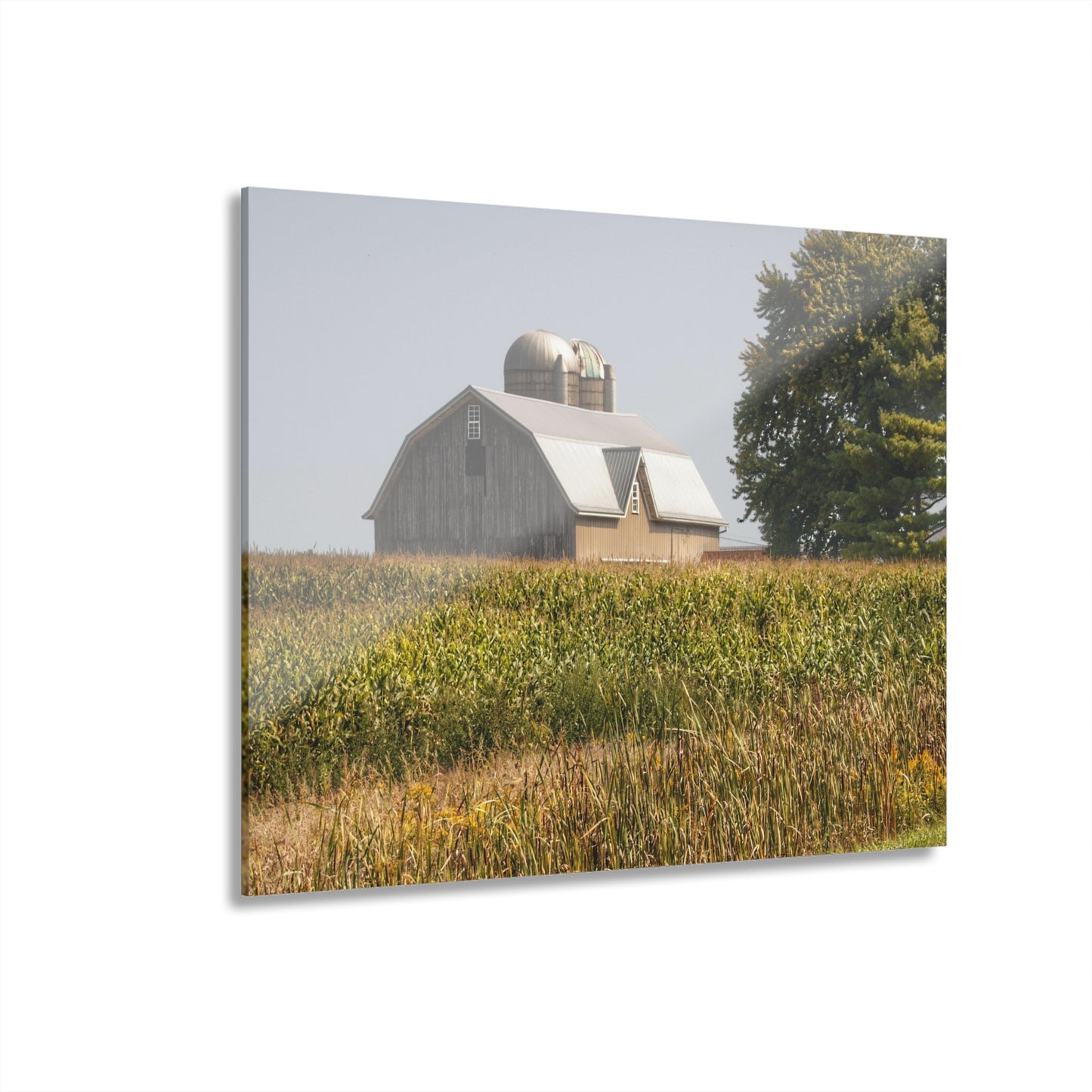 U R There Photography Beyond the September Corn on Swaffer Rustic Farmhouse Acrylic Wall Print