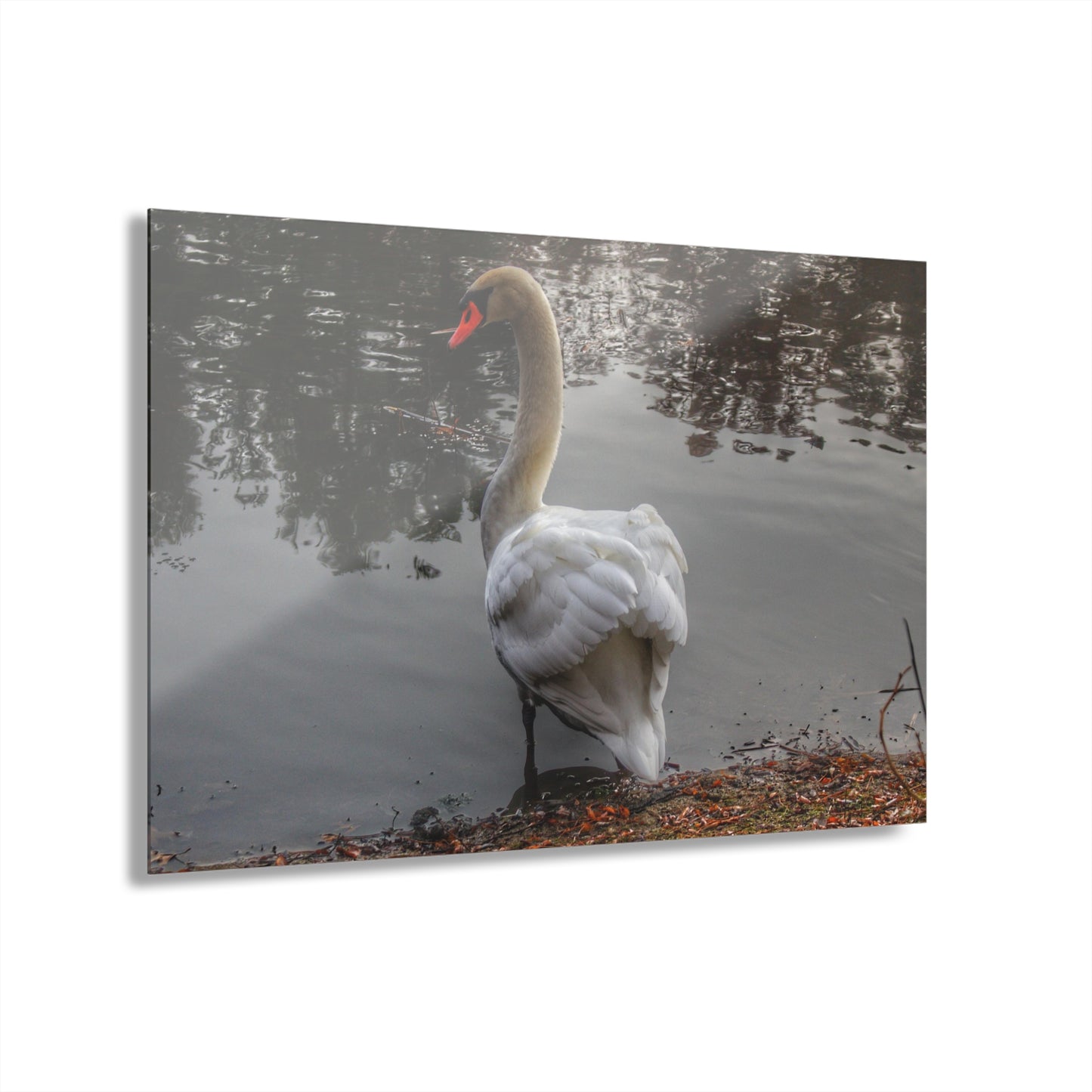 U R There Photography Swans of Duck Lake III Rustic Farmhouse Acrylic Wall Print
