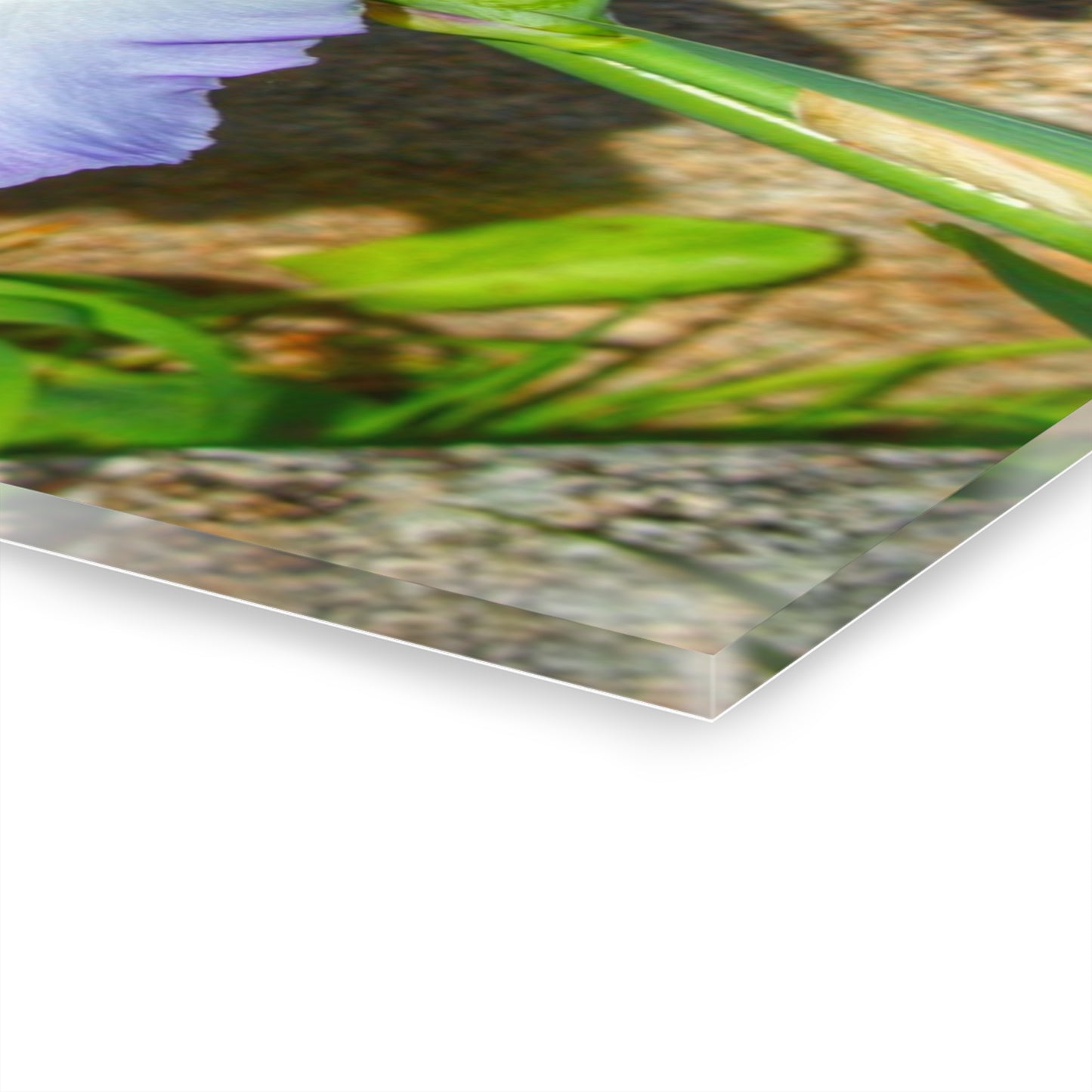 U R There Photography Saint Hugos Iris Rustic Farmhouse Acrylic Wall Print