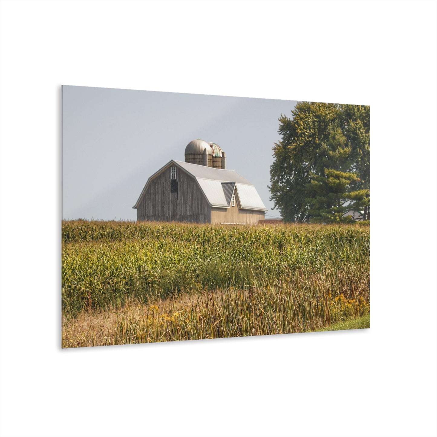 U R There Photography Beyond the September Corn on Swaffer Rustic Farmhouse Acrylic Wall Print