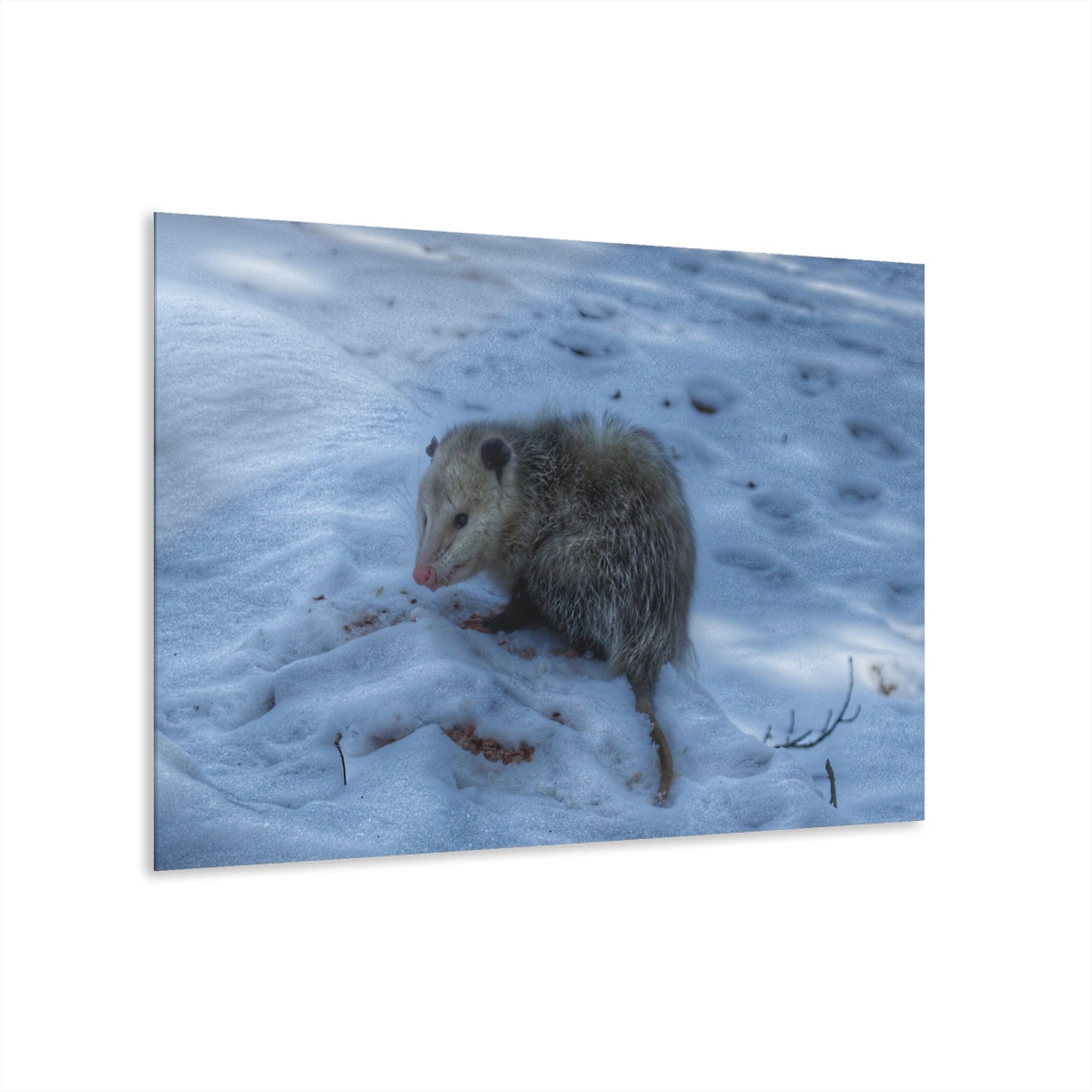 U R There Photography Sutton Road Possum Rustic Farmhouse Acrylic Wall Print