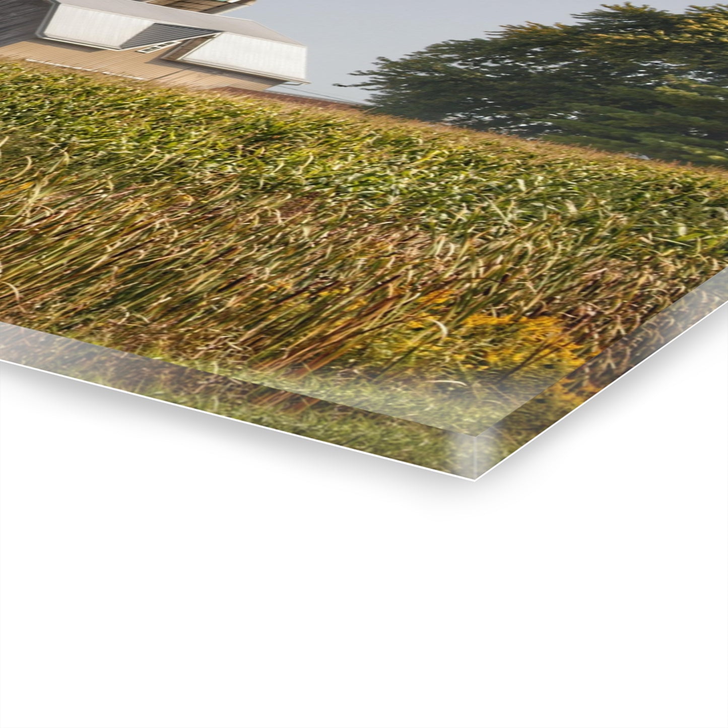 U R There Photography Beyond the September Corn on Swaffer Rustic Farmhouse Acrylic Wall Print