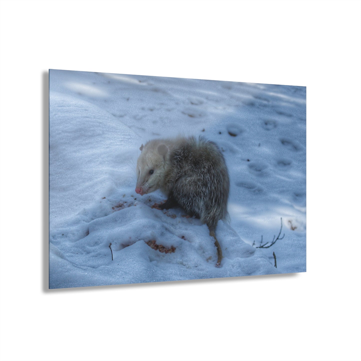 U R There Photography Sutton Road Possum Rustic Farmhouse Acrylic Wall Print