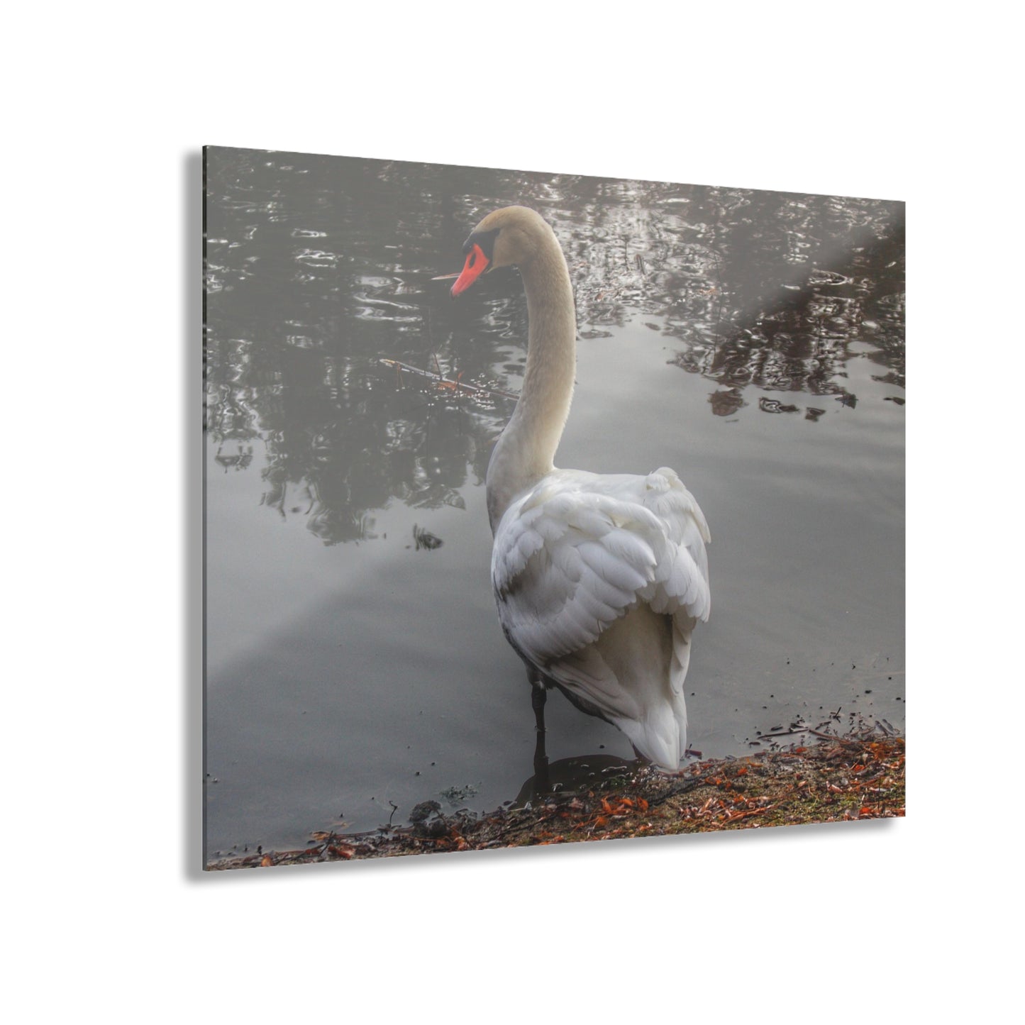 U R There Photography Swans of Duck Lake III Rustic Farmhouse Acrylic Wall Print