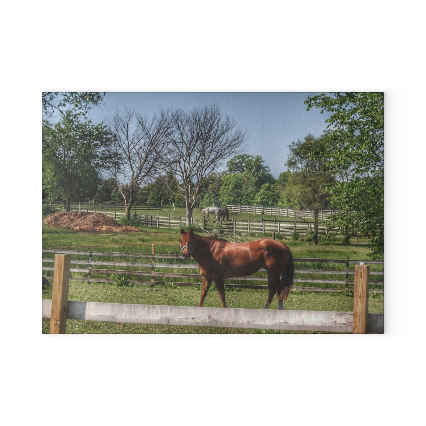 U R There Photography Summer Road Ponies Rustic Farmhouse Tempered-Glass Cutting Board