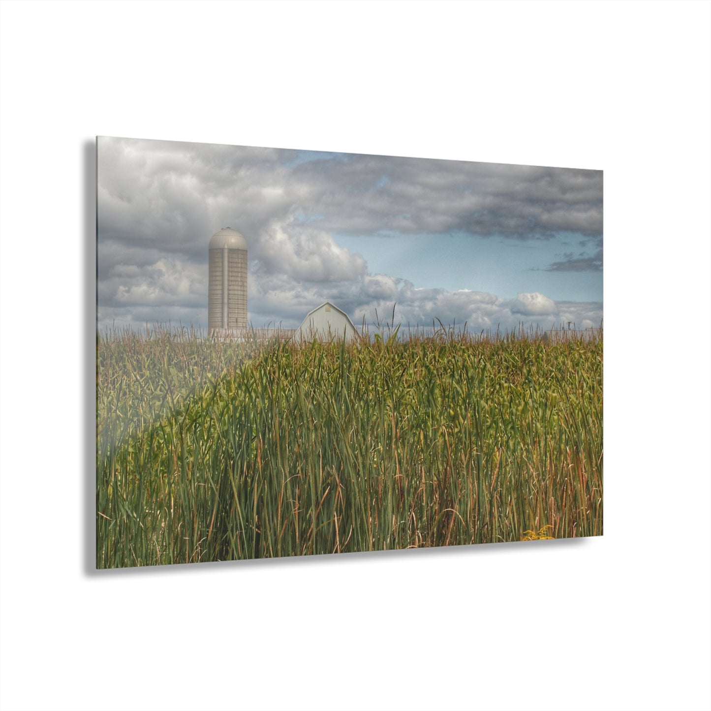 U R There Photography White Barn Overlooking Cornfield Rustic Farmhouse Acrylic Wall Print