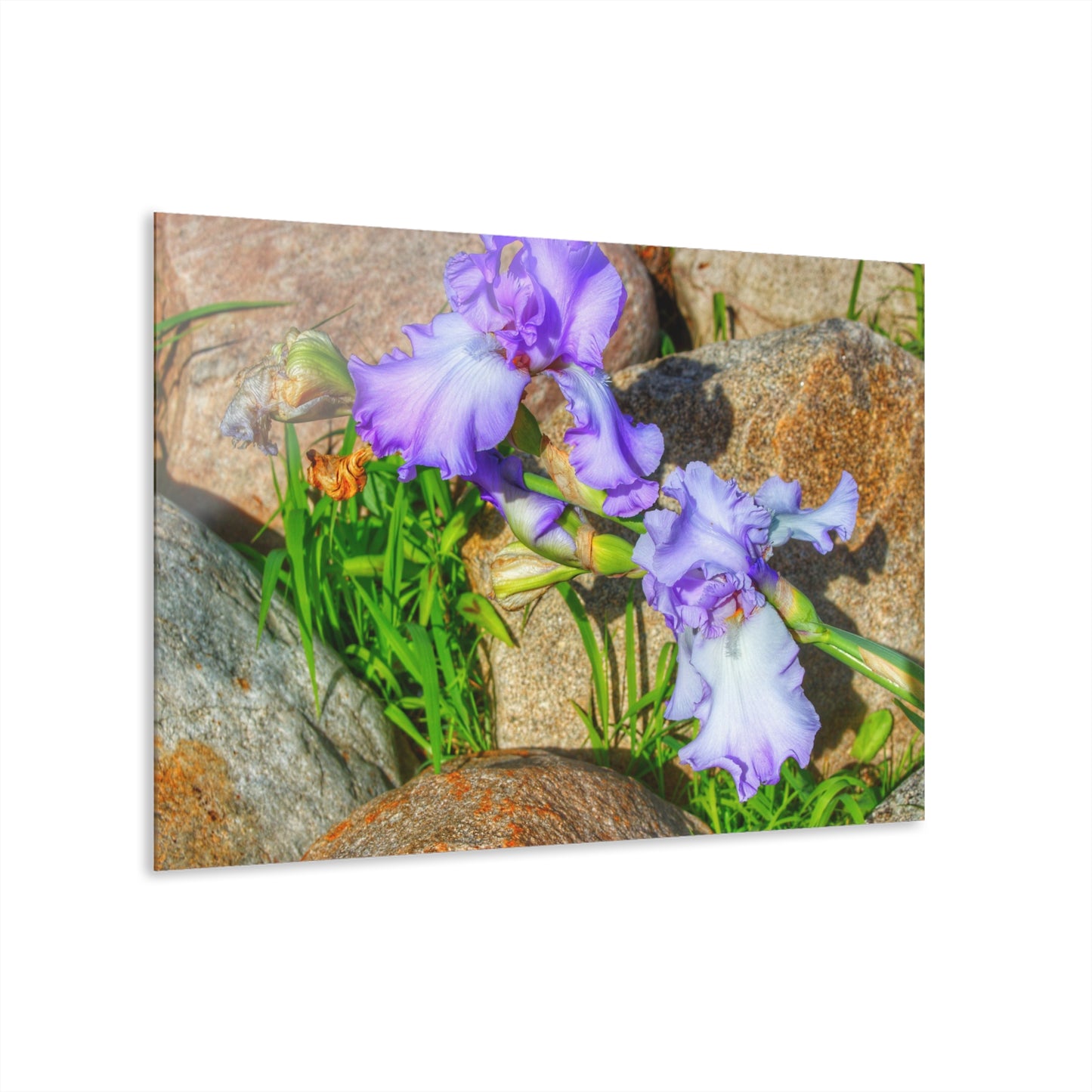U R There Photography Saint Hugos Iris Rustic Farmhouse Acrylic Wall Print