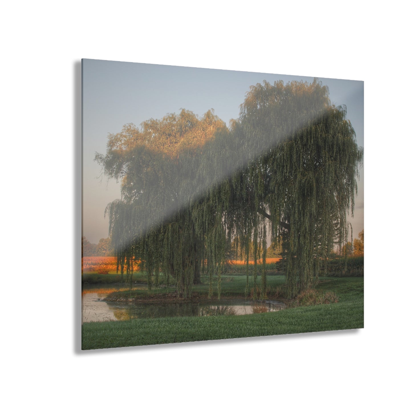 U R There Photography Sunrise on Willow Pond I Rustic Farmhouse Acrylic Wall Print