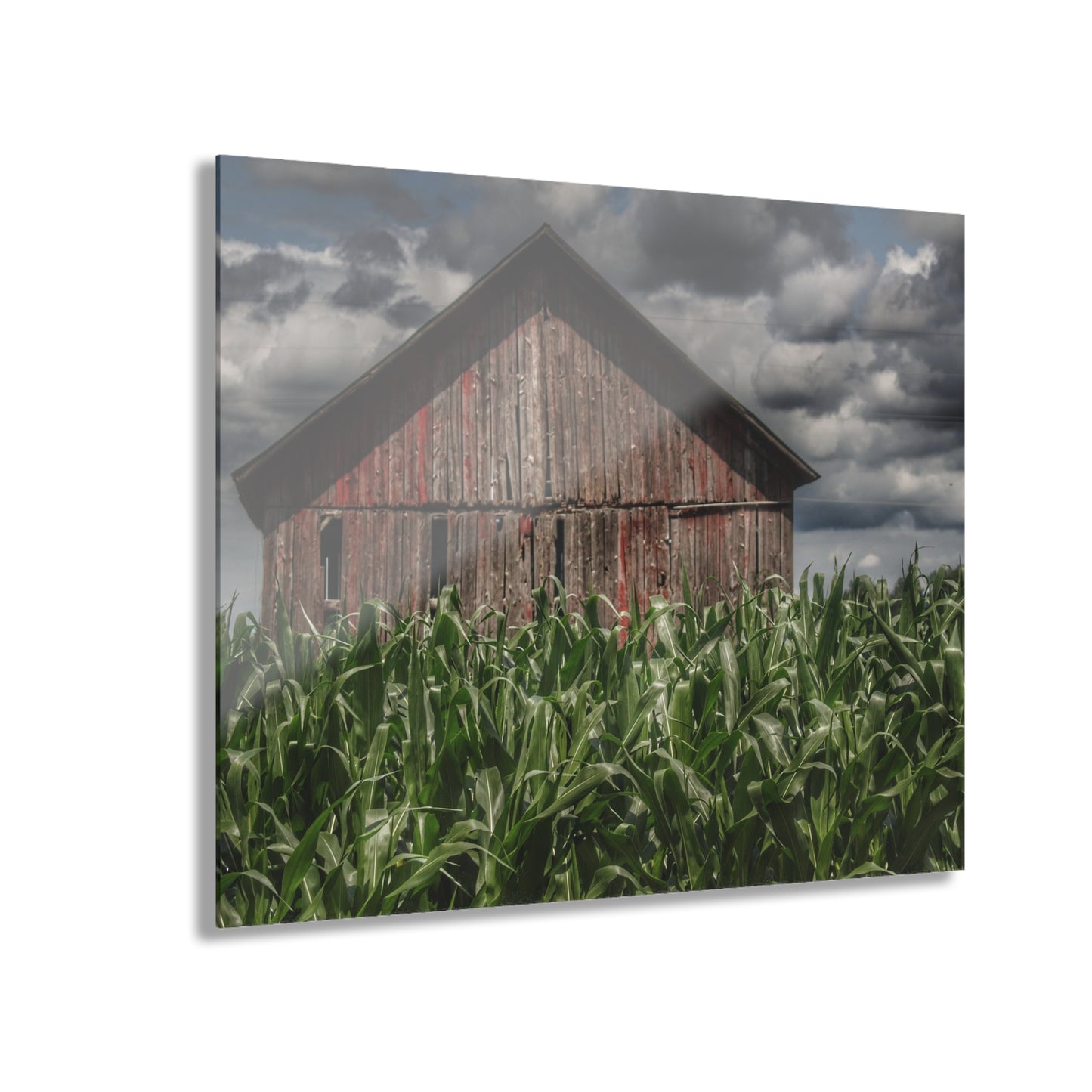 U R There Photography Above the July Corn Rustic Farmhouse Acrylic Wall Print