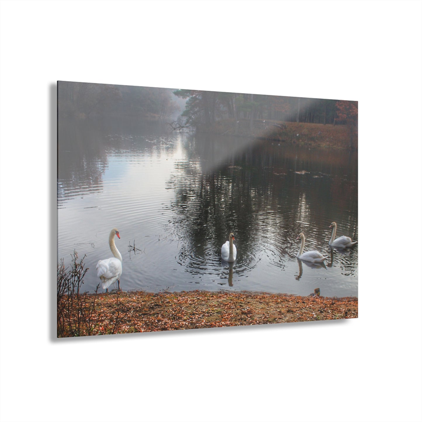 U R There Photography Swans of Duck Lake I Rustic Farmhouse Acrylic Wall Print