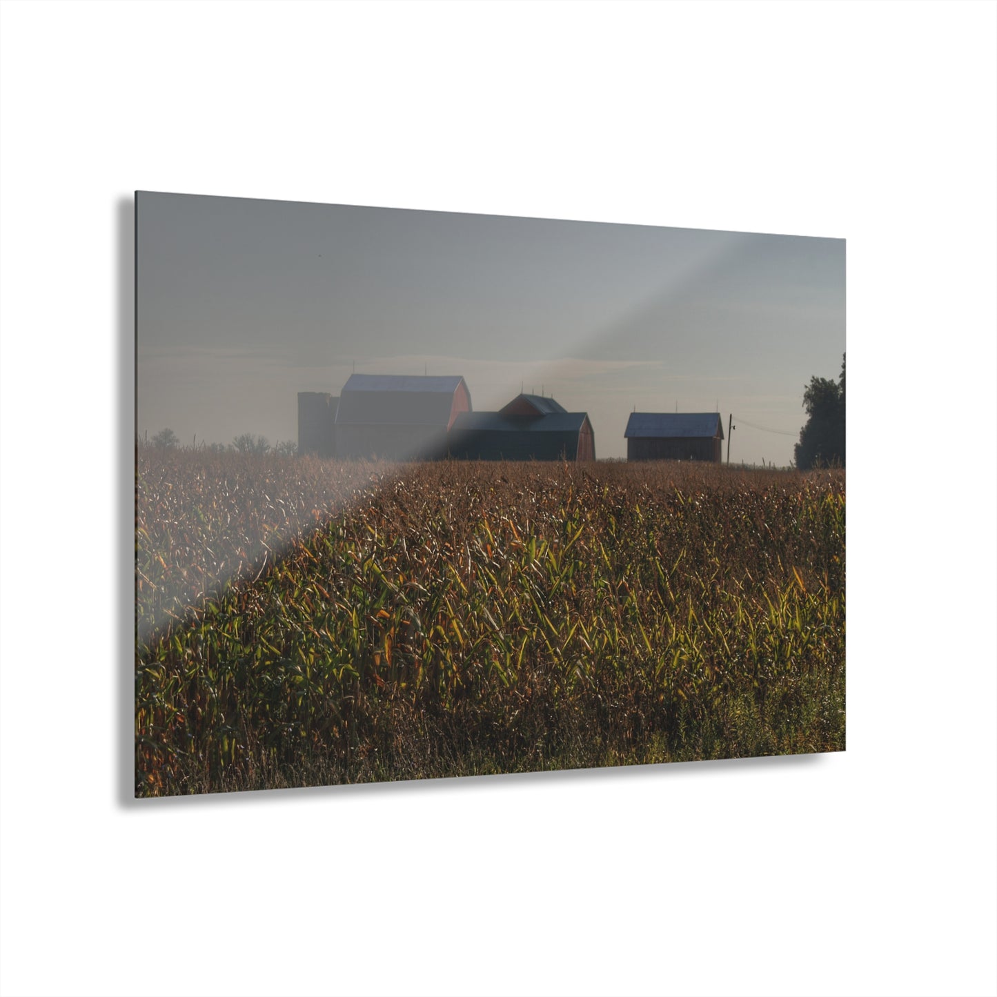U R There Photography Slattery Road Farm and Cornfield I Rustic Farmhouse Acrylic Wall Print