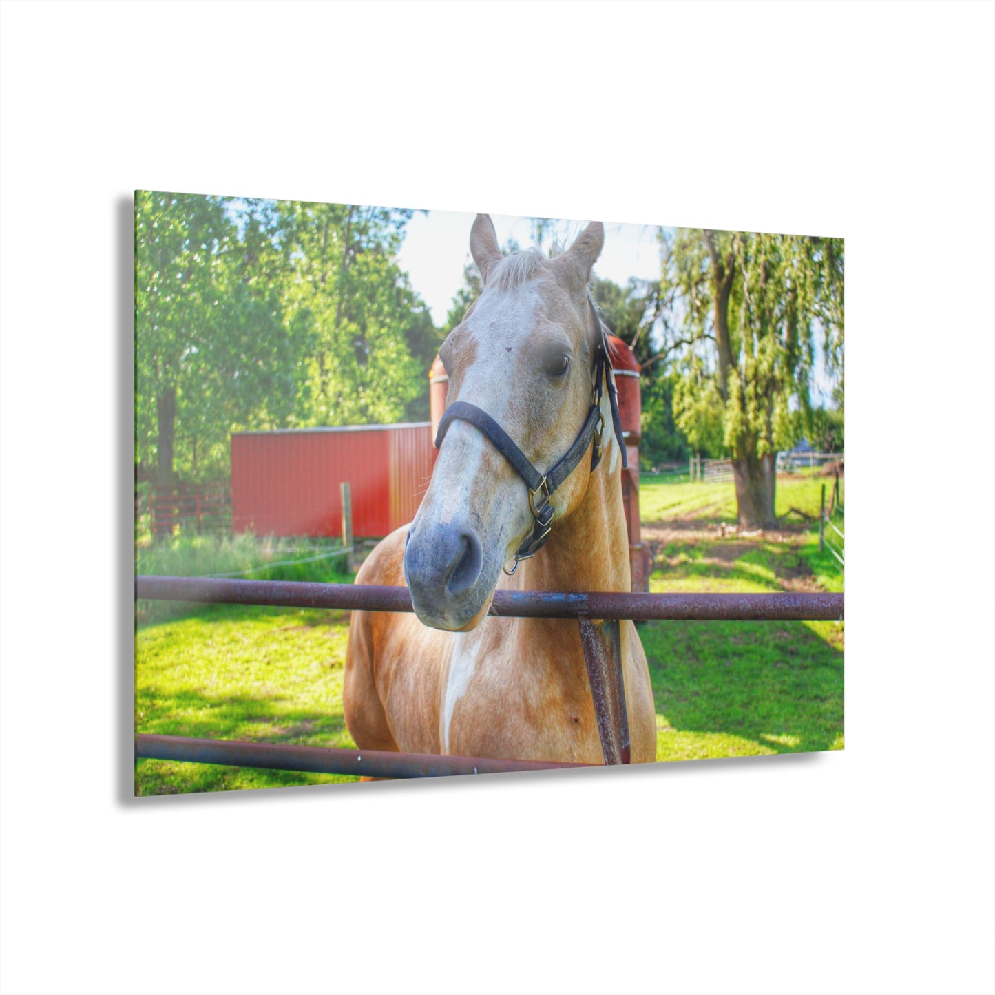 U R There Photography White Cream Mare of Hollenbeck Rustic Farmhouse Acrylic Wall Print 14 "x 11"
