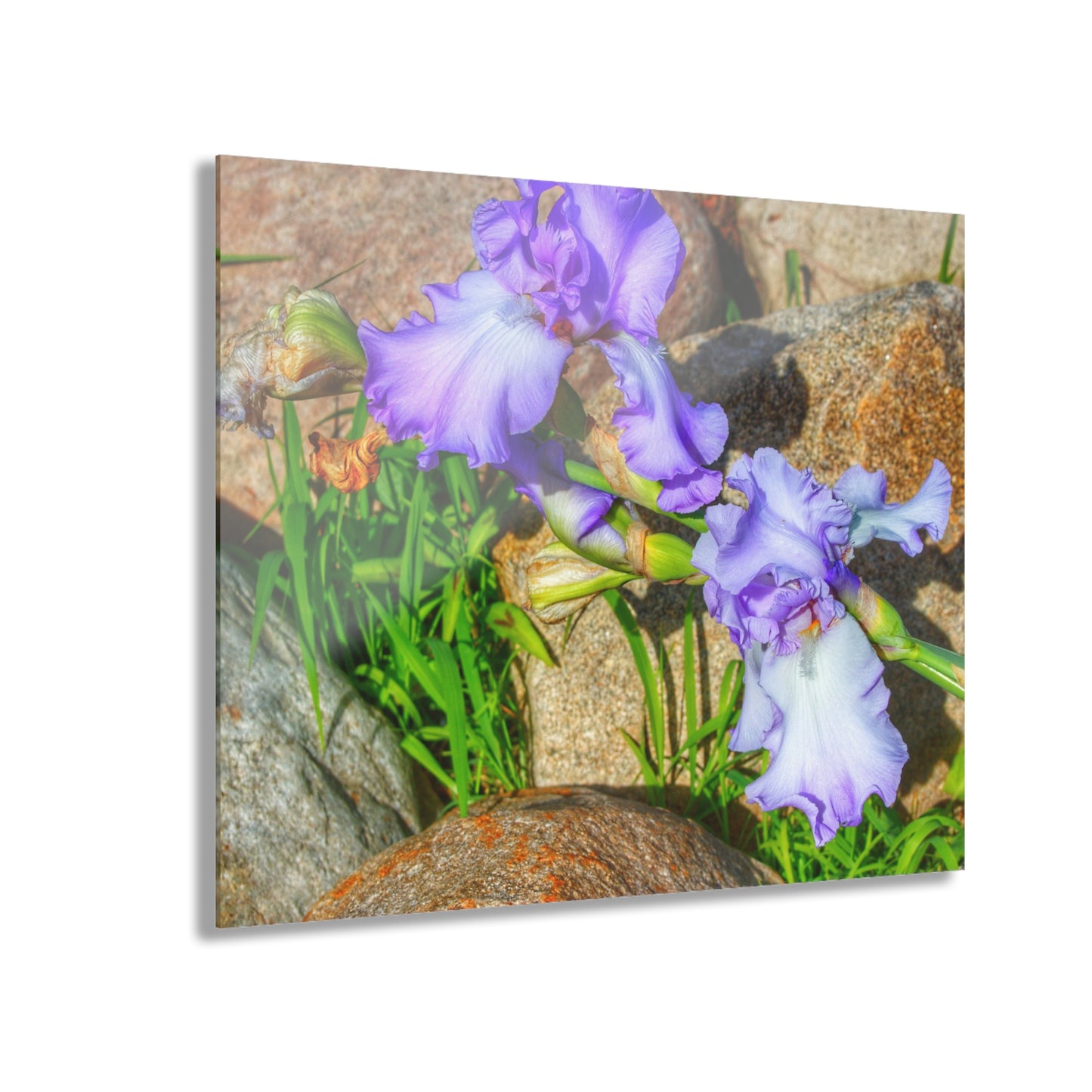 U R There Photography Saint Hugos Iris Rustic Farmhouse Acrylic Wall Print