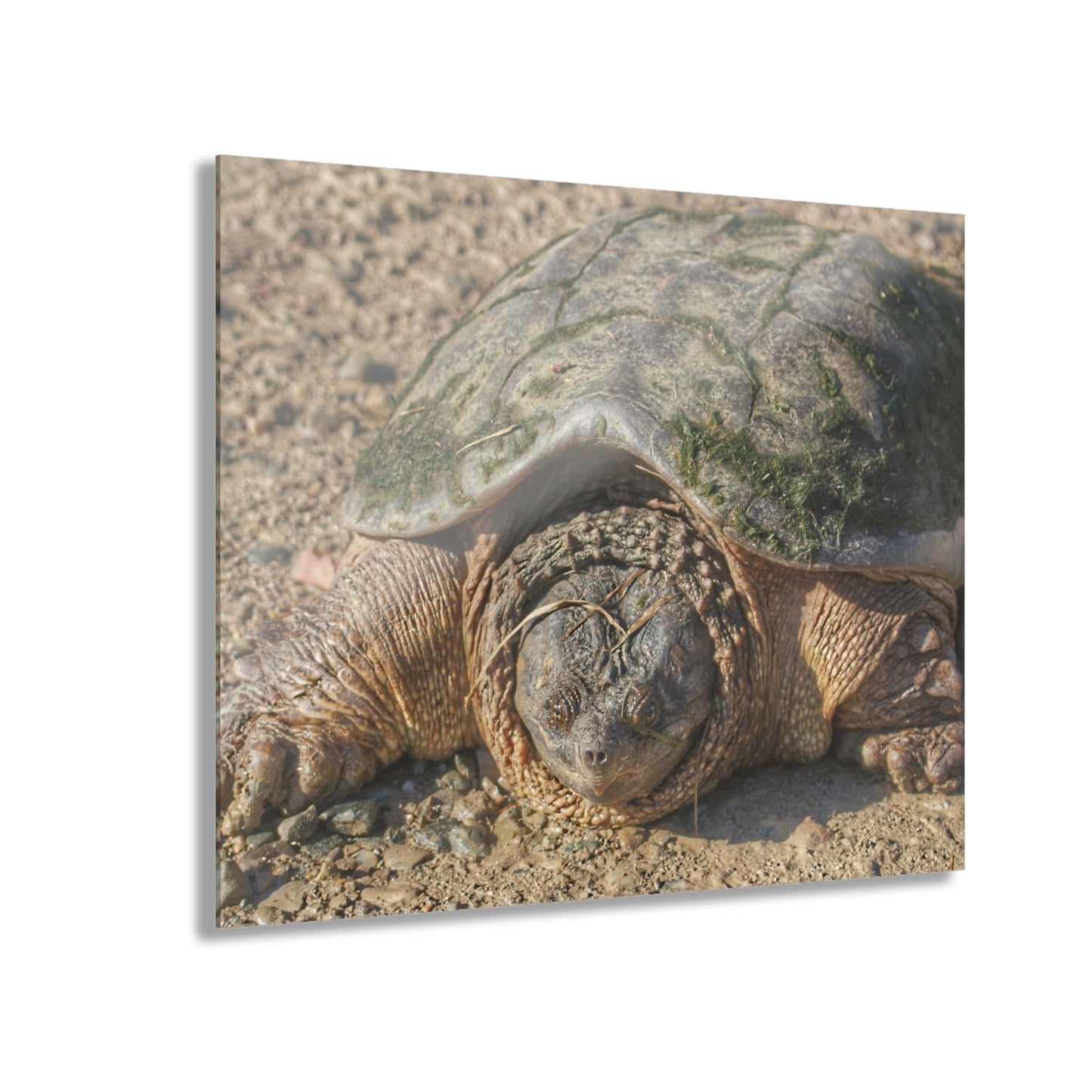 U R There Photography Fargo Road Turtle Rustic Farmhouse Acrylic Wall Print