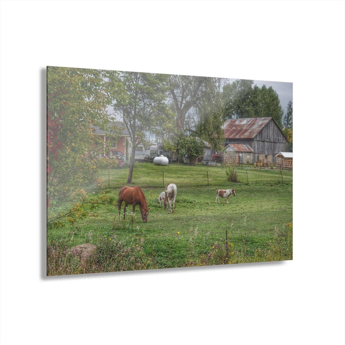 U R There Photography Front Yard Ponies Rustic Farmhouse Acrylic Wall Print