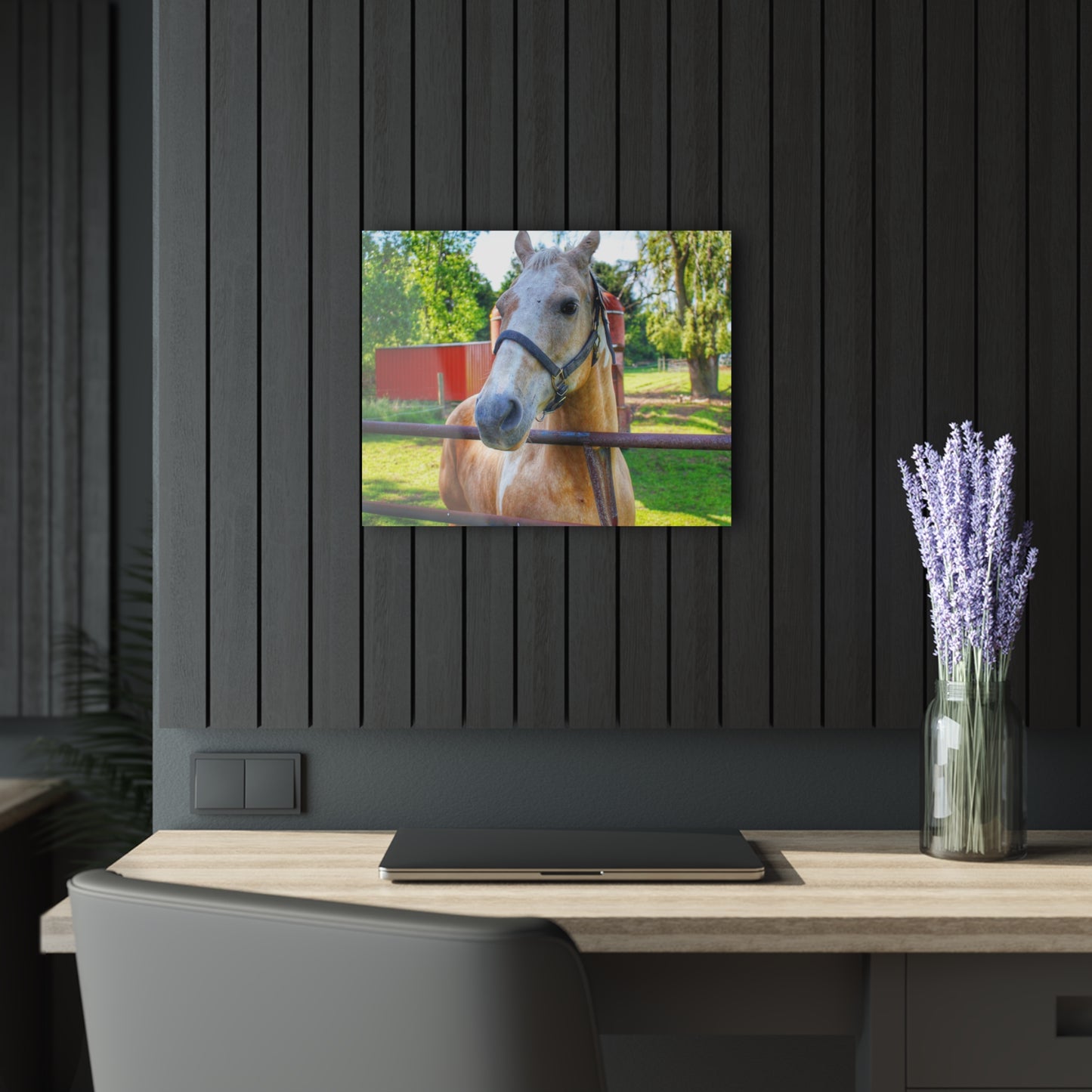 U R There Photography White Cream Mare of Hollenbeck Rustic Farmhouse Acrylic Wall Print 14 "x 11"