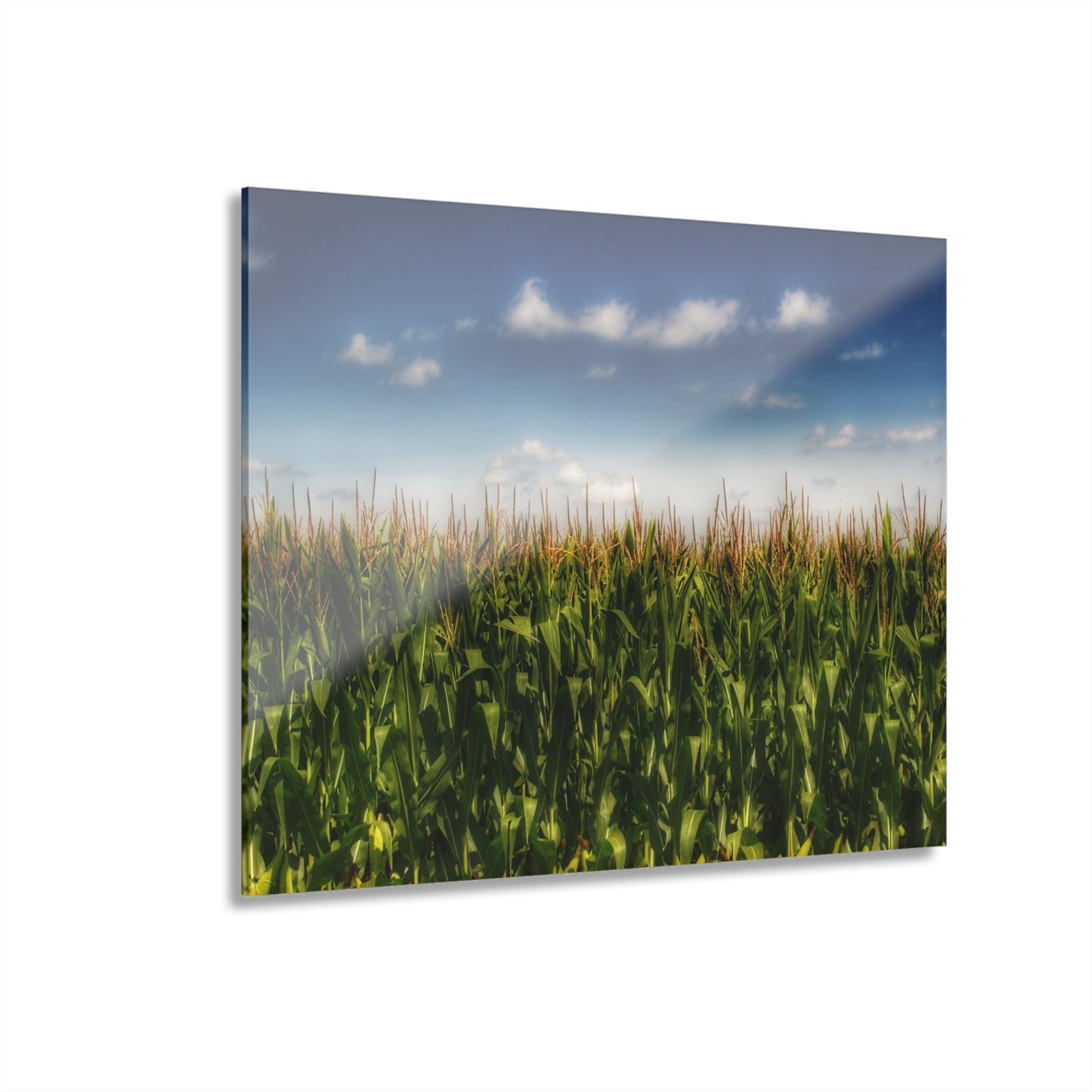 U R There Photography Sky-High Corn Rustic Farmhouse Acrylic Wall Print