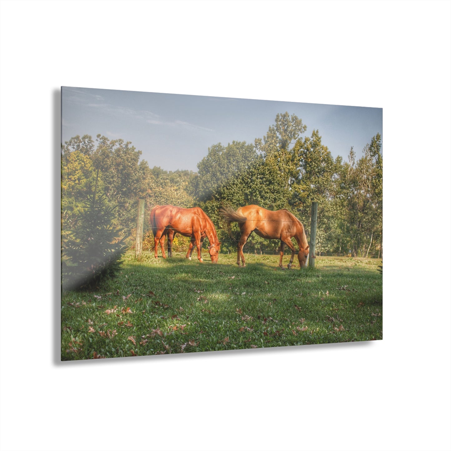 U R There Photography Caramel Horses Rustic Farmhouse Acrylic Wall Print