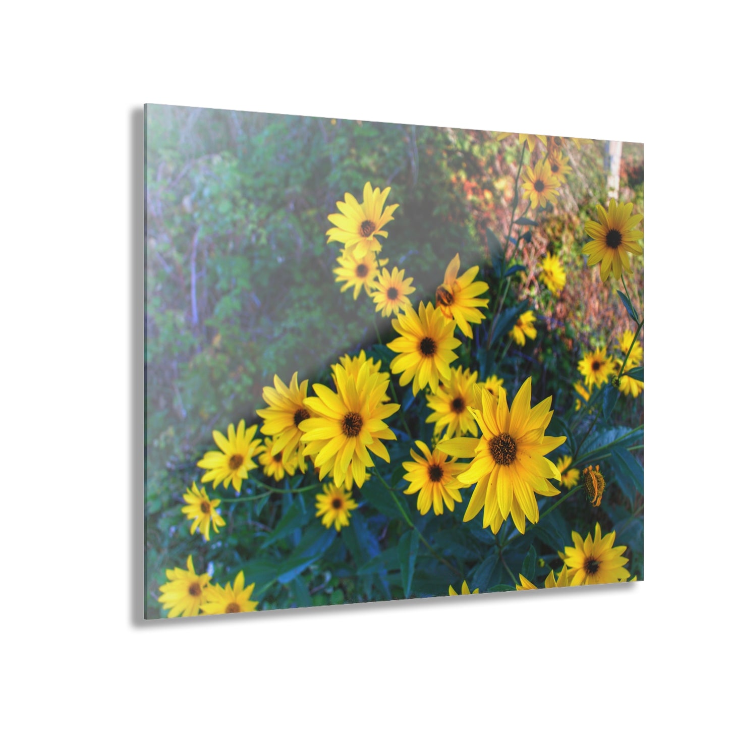 U R There Photography Bursts of Gold Rustic Farmhouse Acrylic Wall Print 14 "x 11"