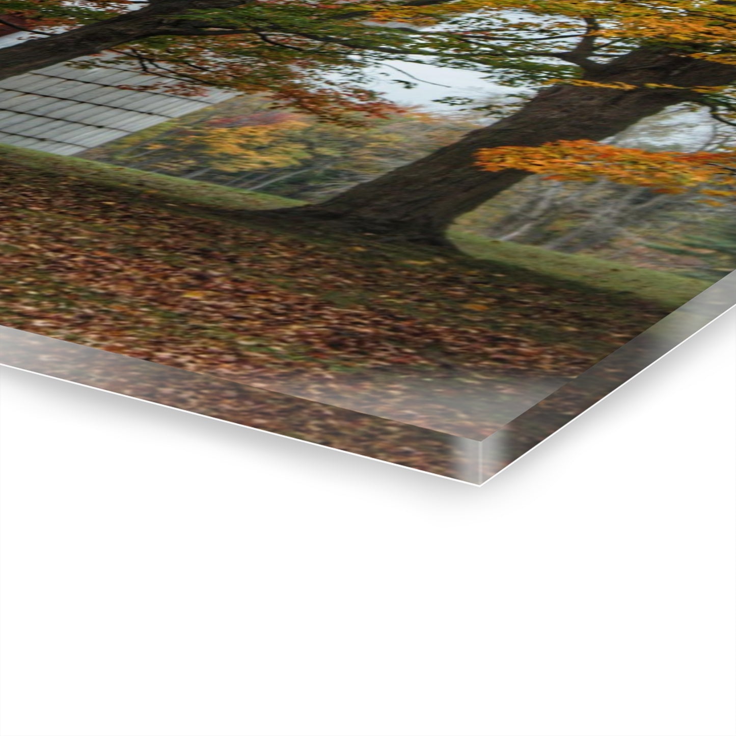 U R There Photography Brown Road Red in the Fall Rustic Farmhouse Acrylic Wall Print