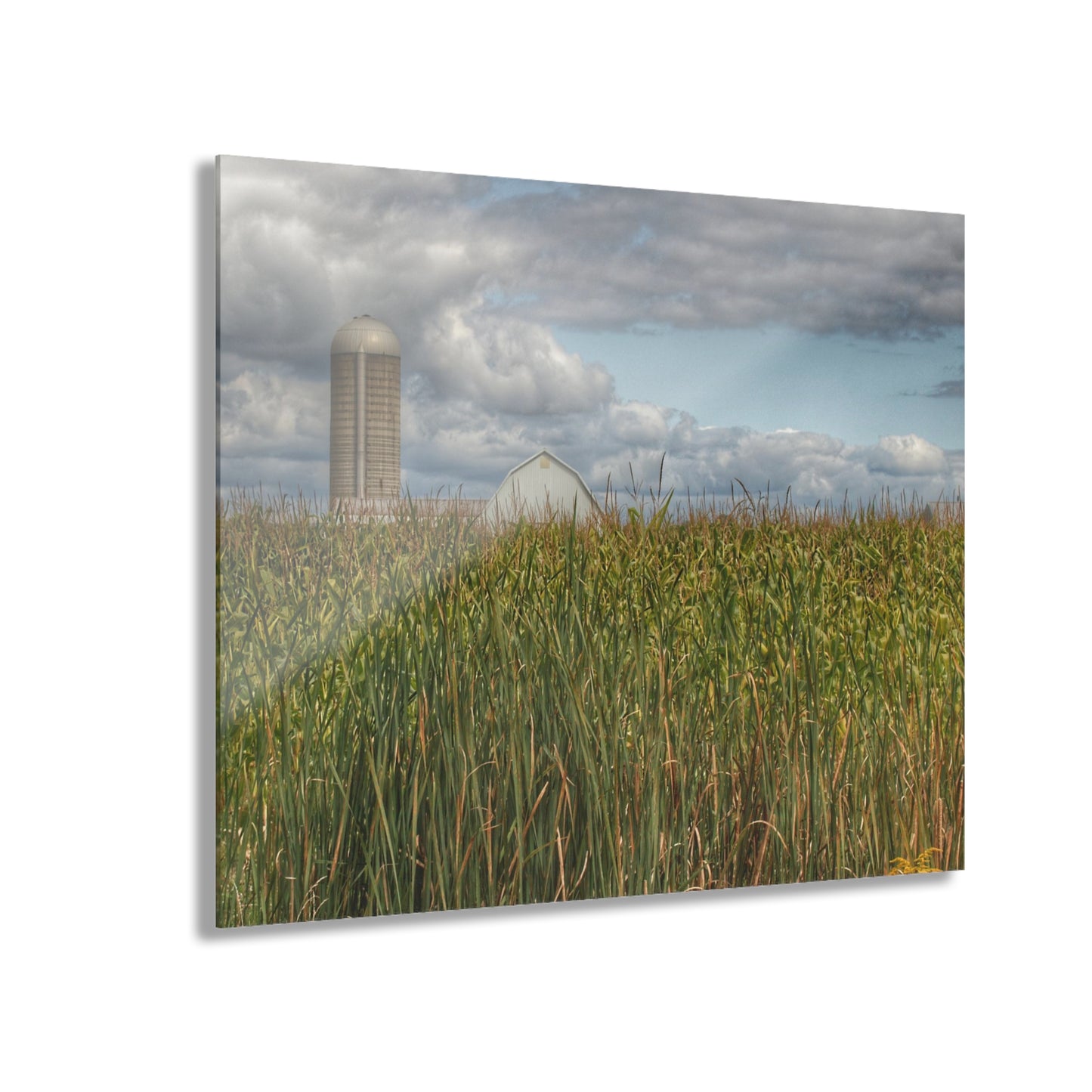 U R There Photography White Barn Overlooking Cornfield Rustic Farmhouse Acrylic Wall Print