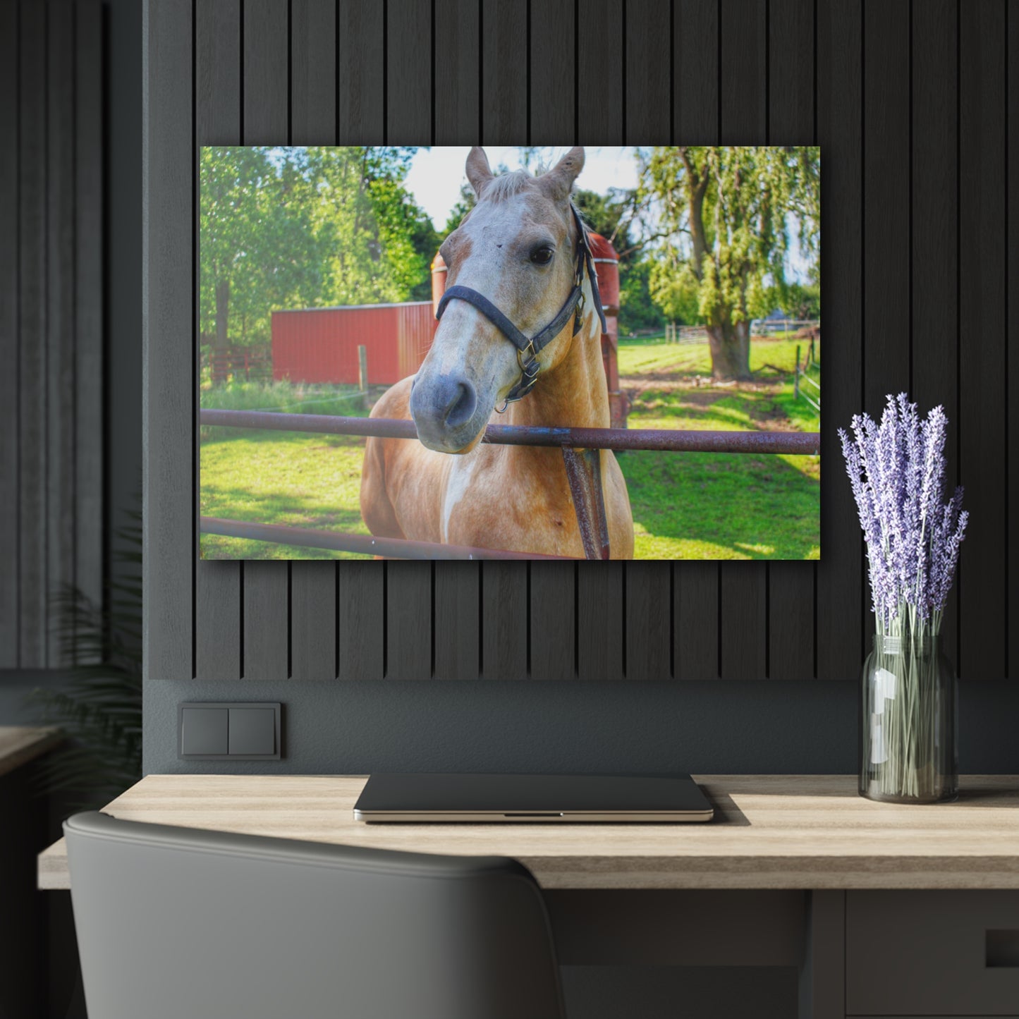 U R There Photography White Cream Mare of Hollenbeck Rustic Farmhouse Acrylic Wall Print 14 "x 11"