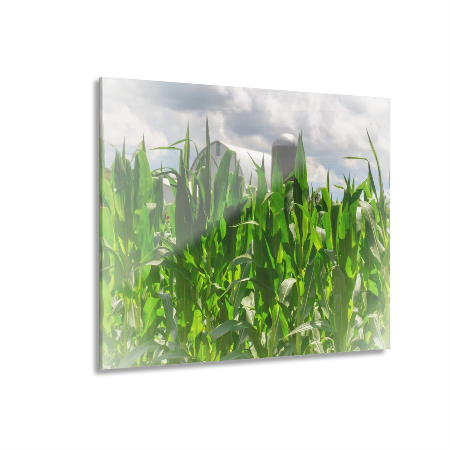 U R There Photography Beyond the Corn in Millington Rustic Farmhouse Acrylic Wall Print