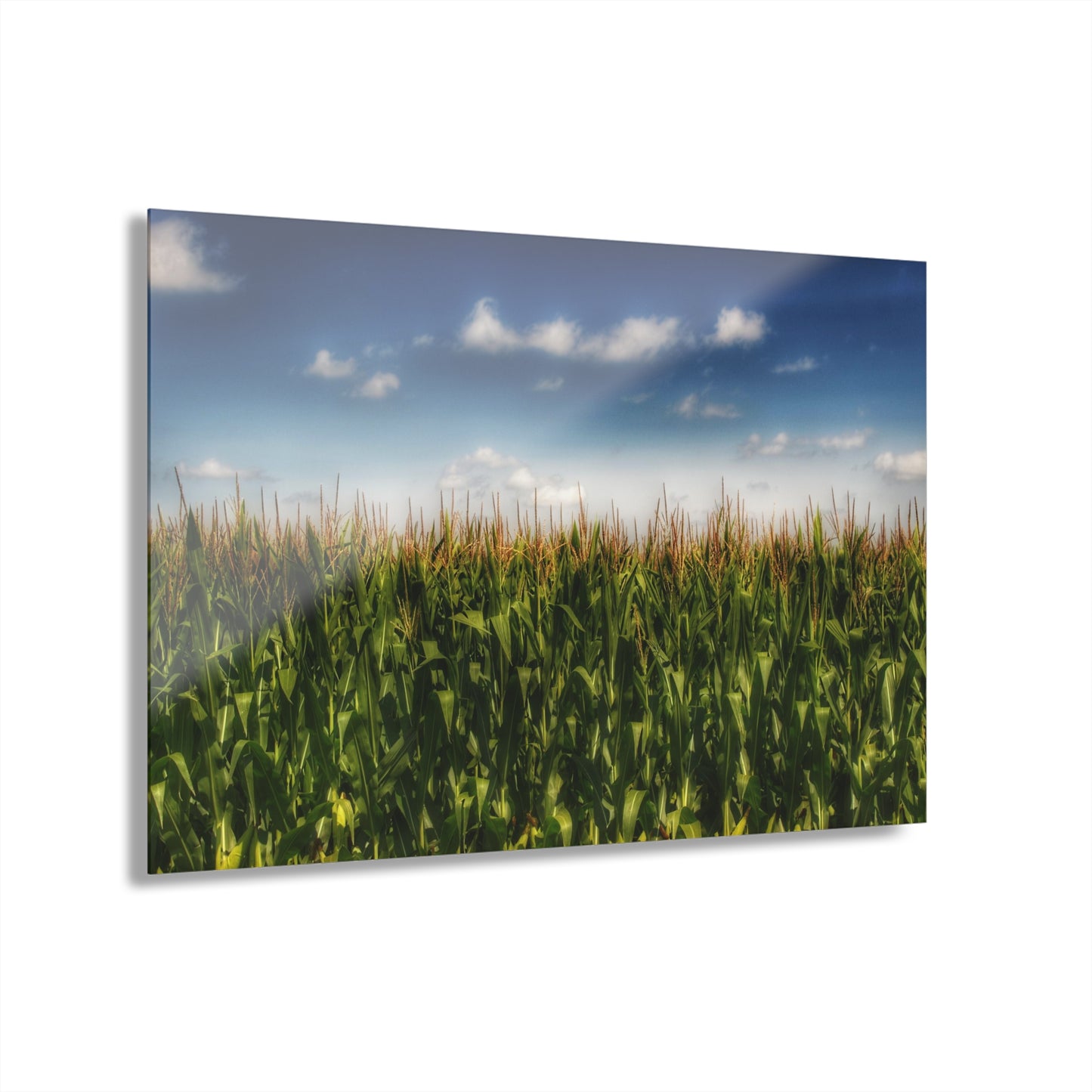 U R There Photography Sky-High Corn Rustic Farmhouse Acrylic Wall Print