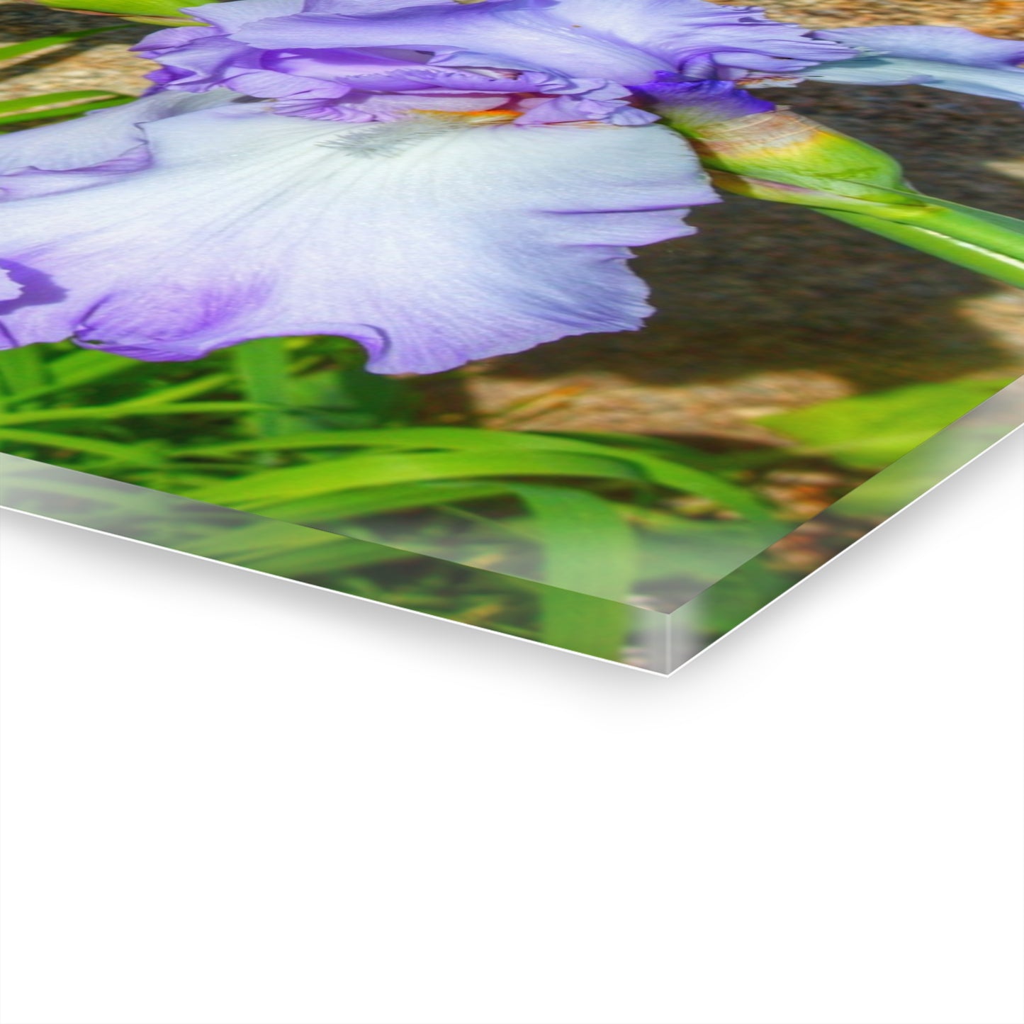 U R There Photography Saint Hugos Iris Rustic Farmhouse Acrylic Wall Print