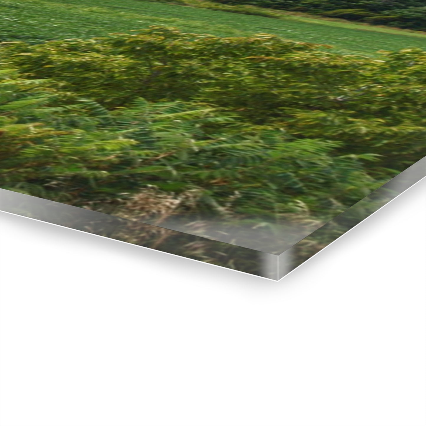 Rustic Farmhouse Wall Print Featuring Across the Field in Silverwood