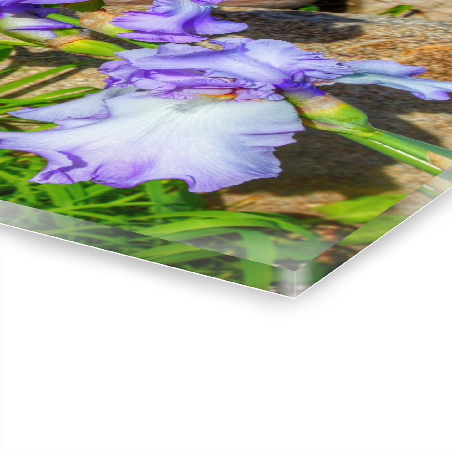 U R There Photography Saint Hugos Iris Rustic Farmhouse Acrylic Wall Print