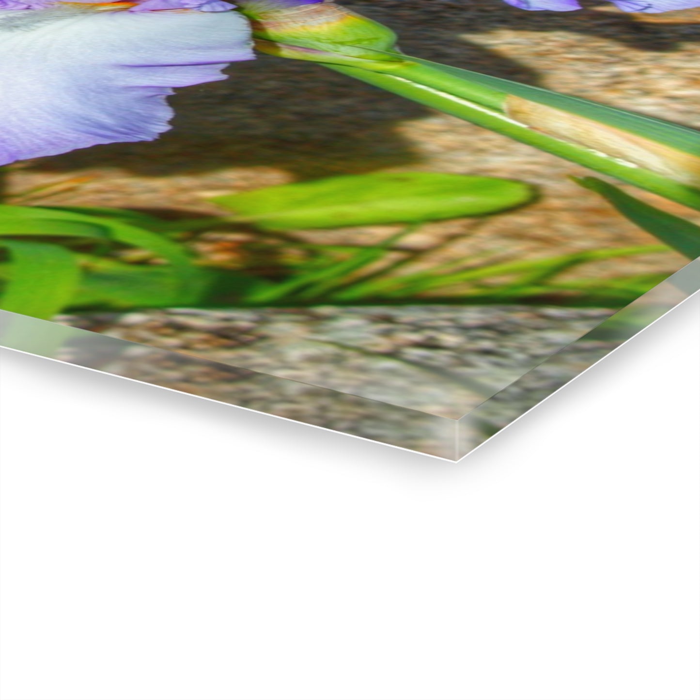 U R There Photography Saint Hugos Iris Rustic Farmhouse Acrylic Wall Print