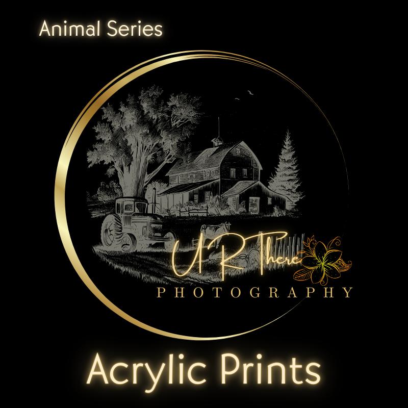 Acrylic Prints: Animal Series