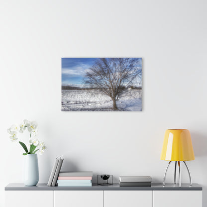 U R There Photography Winter Farm Willow Tree Rustic Farmhouse Acrylic Wall Print