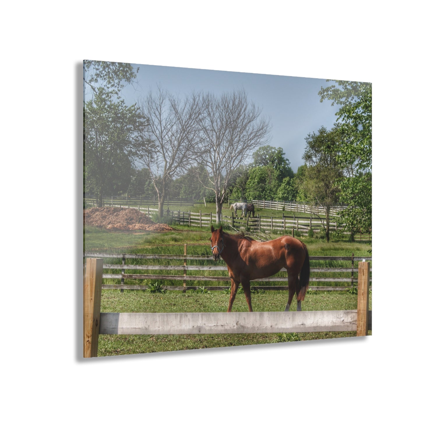 U R There Photography Summer Road Ponies Rustic Farmhouse Acrylic Wall Print