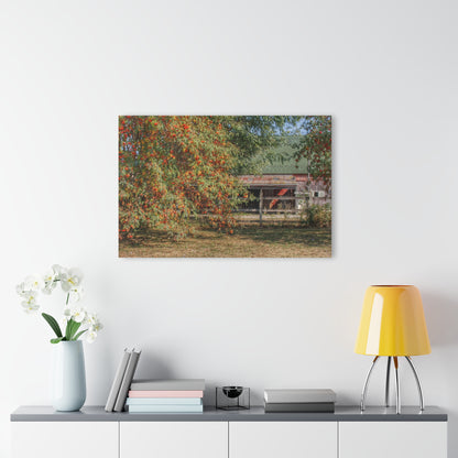 U R There Photography Farrand Road Red Coral by Flowering Tree Rustic Farmhouse Acrylic Wall Print