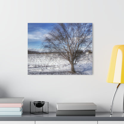 U R There Photography Winter Farm Willow Tree Rustic Farmhouse Acrylic Wall Print