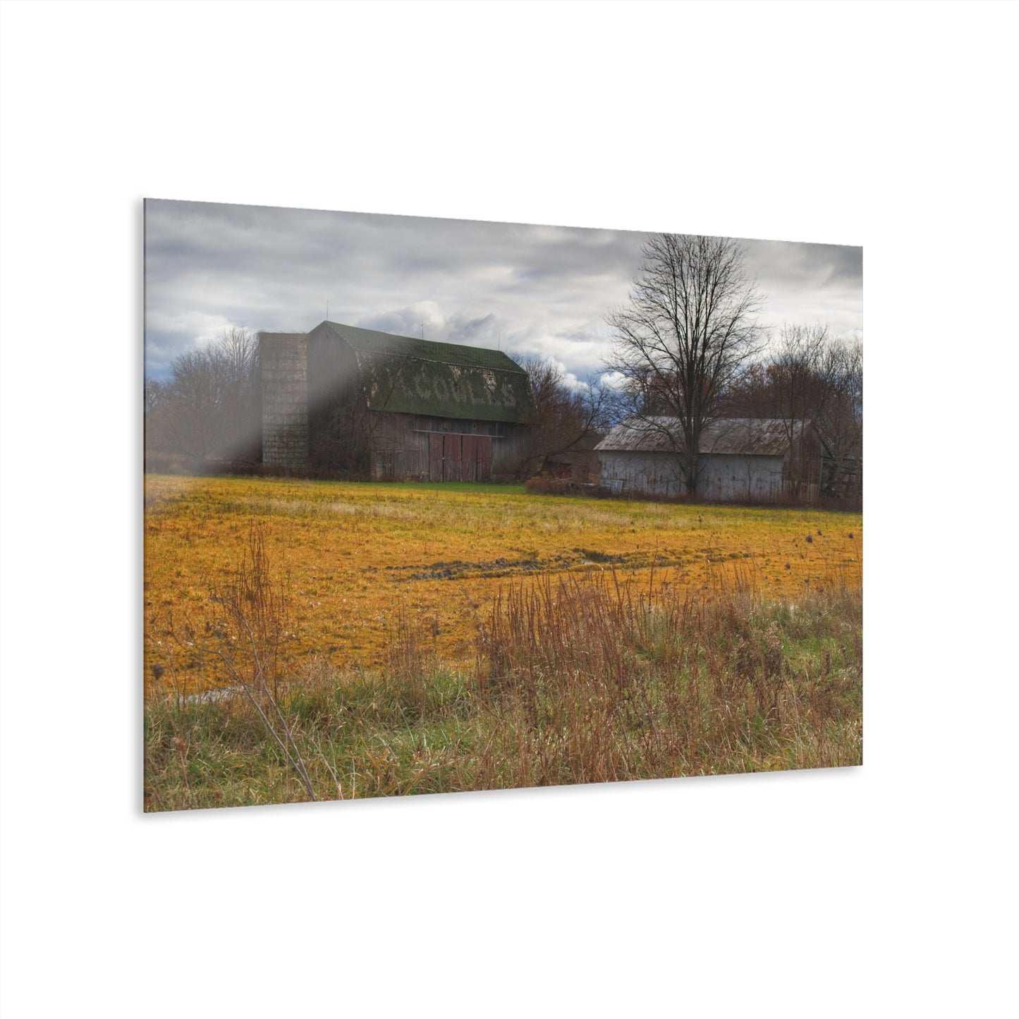 U R There Photography Fields of Golden Clover Rustic Farmhouse Acrylic Wall Print