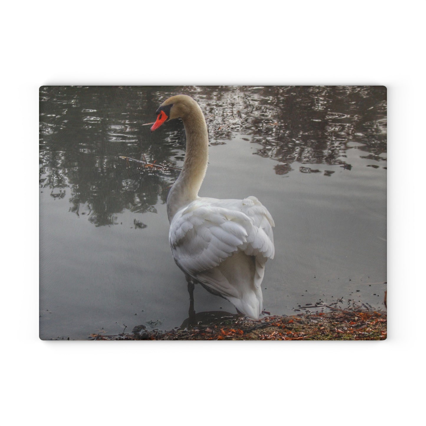 U R There Photography Swans of Duck Lake III Rustic Farmhouse Tempered-Glass Cutting Board