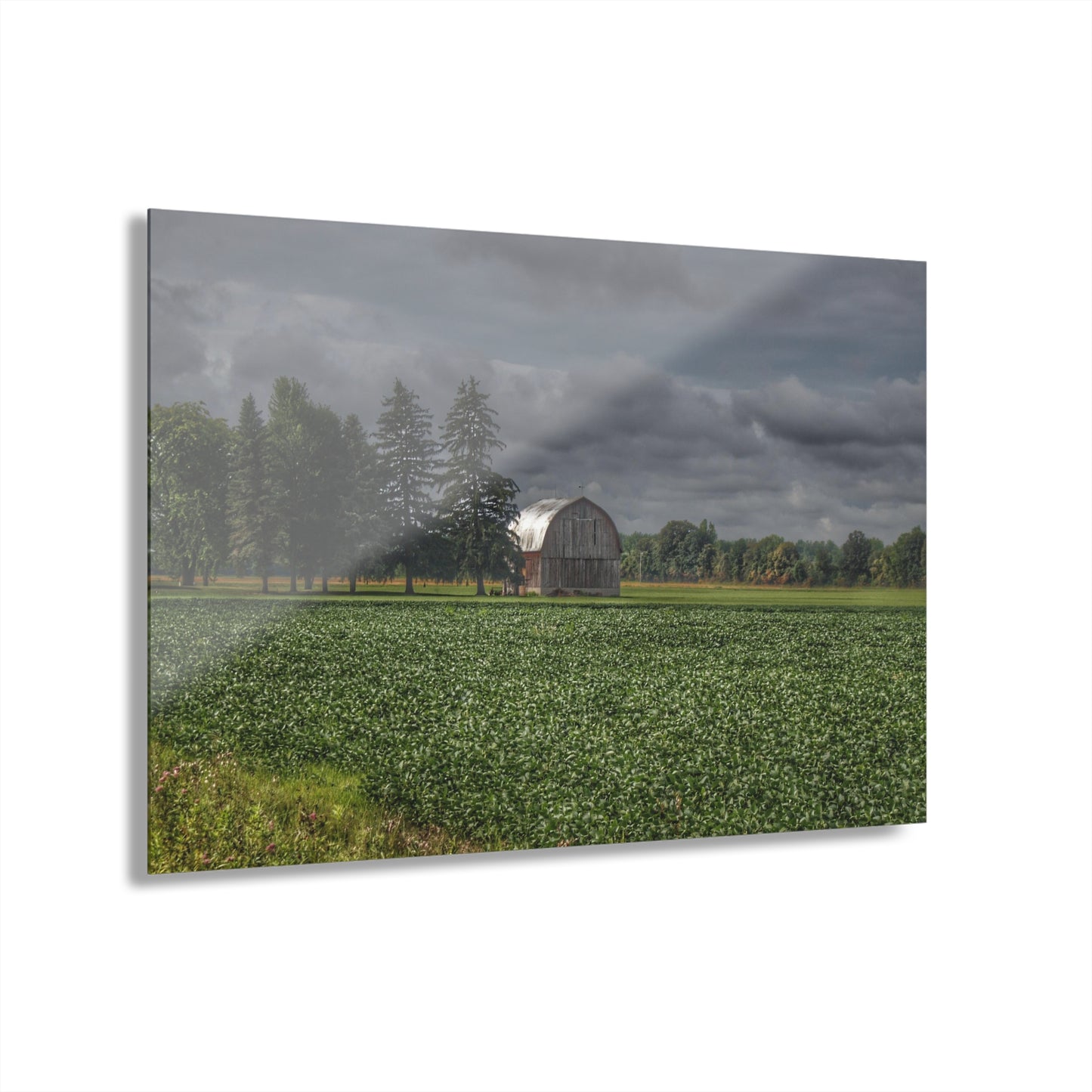 U R There Photography Belsay Grey Among the Pines Rustic Farmhouse Acrylic Wall Print