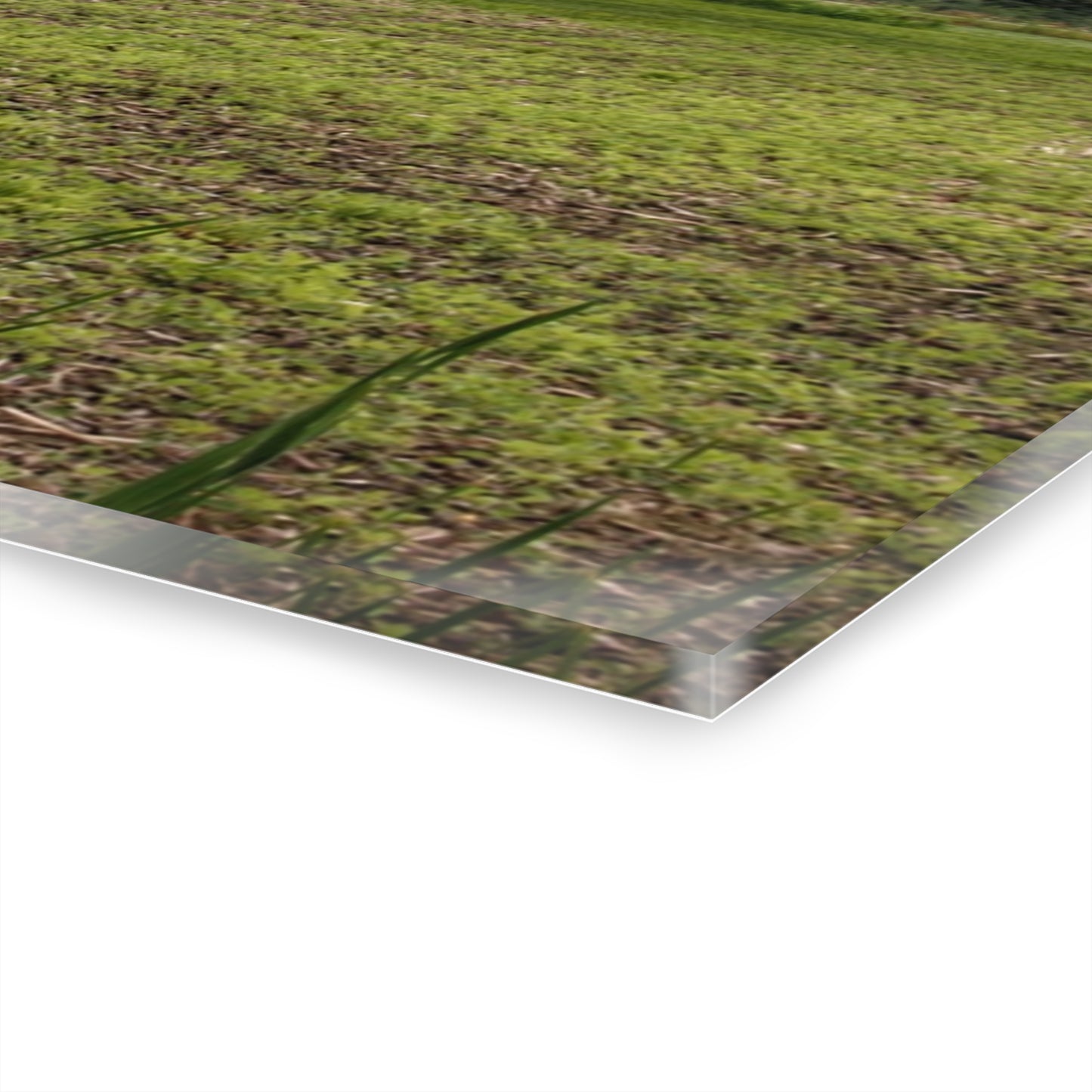 U R There Photography Murphy Lake Road Reds Rustic Farmhouse Acrylic Wall Print